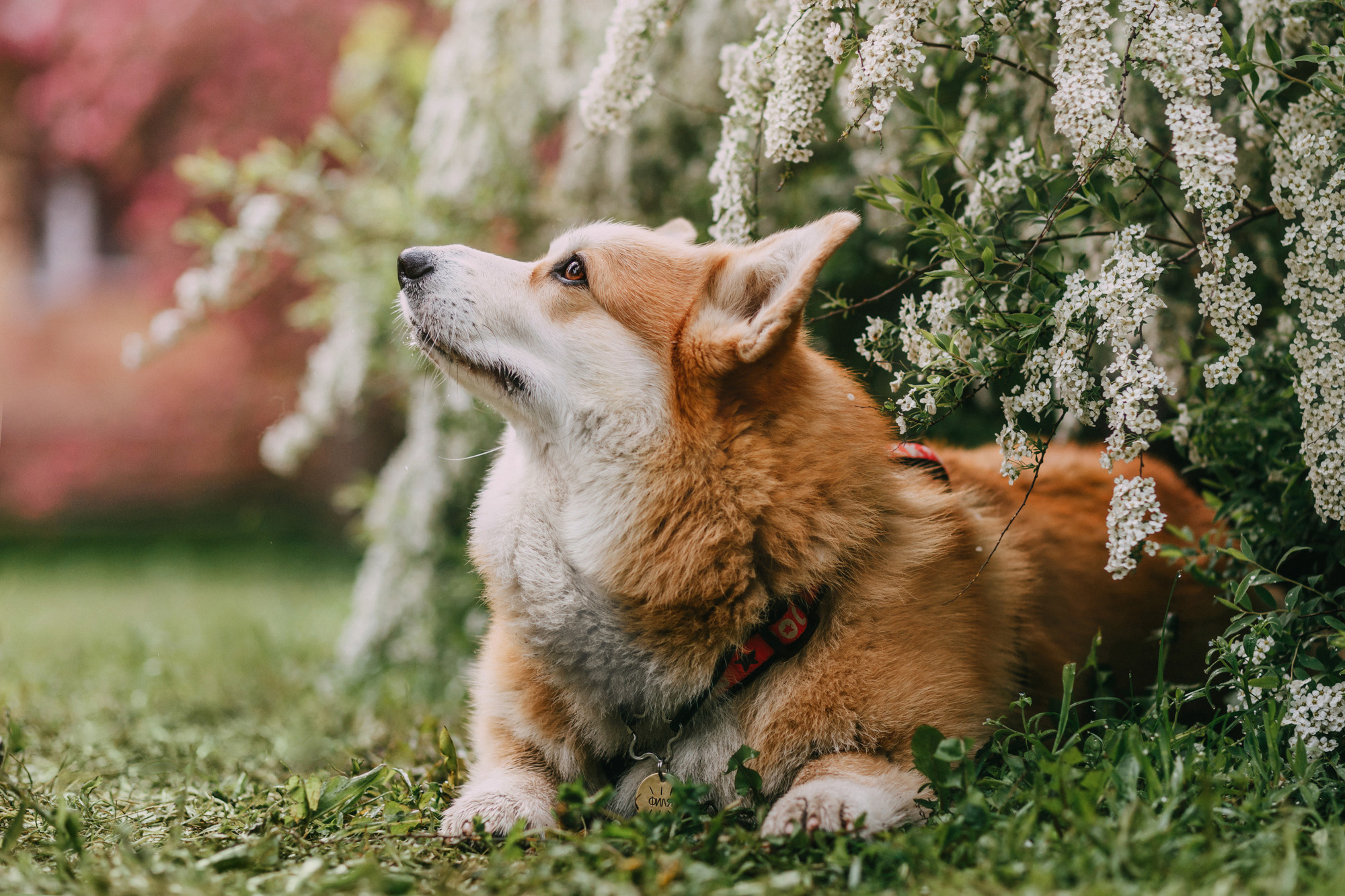 Анна и Филипп. Фотограф-анималист Елена Радченко, Москва