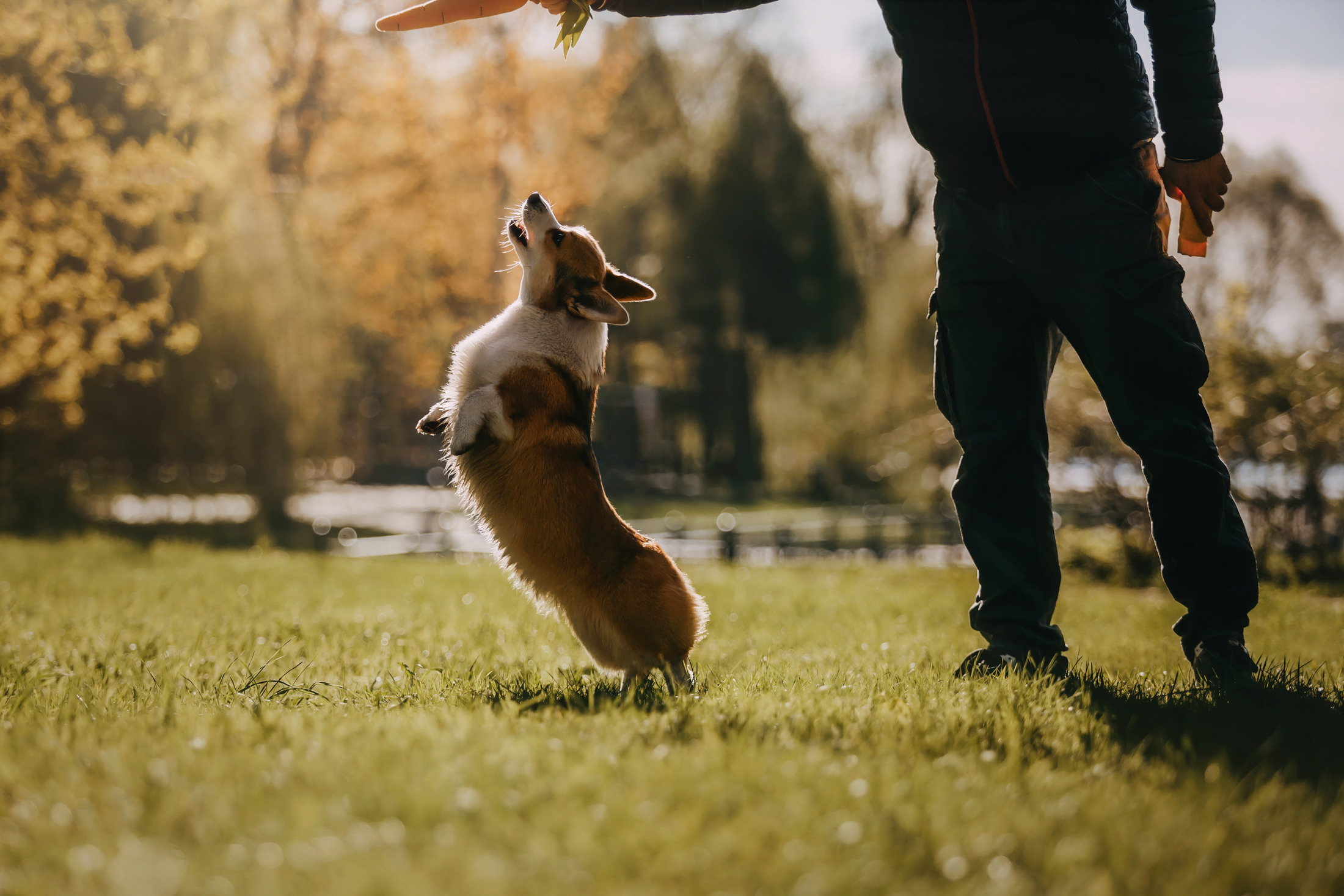 Вилла. Фотограф-анималист Елена Радченко, Москва