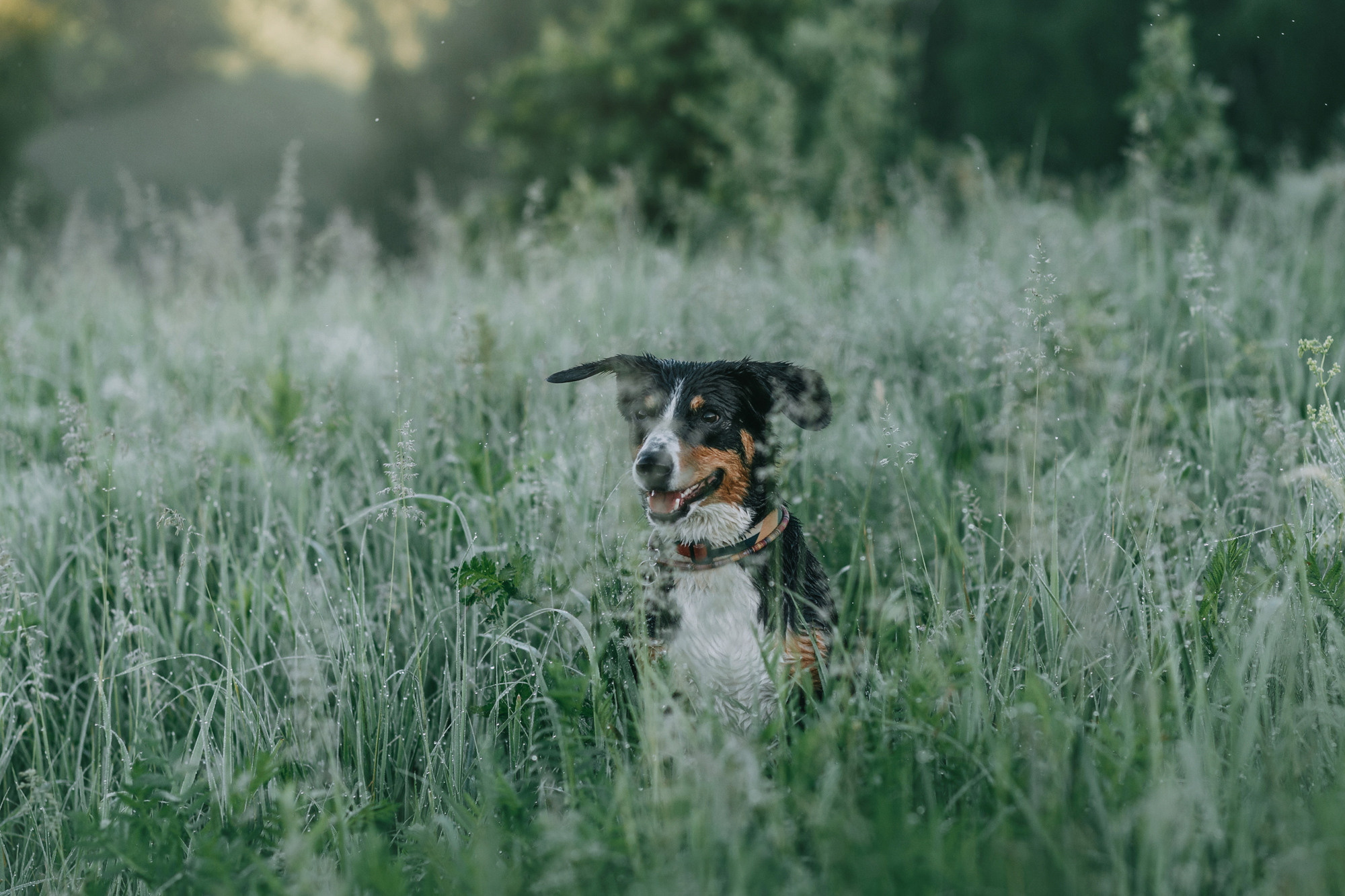 Лида и Яра. Фотограф-анималист Елена Радченко, Москва