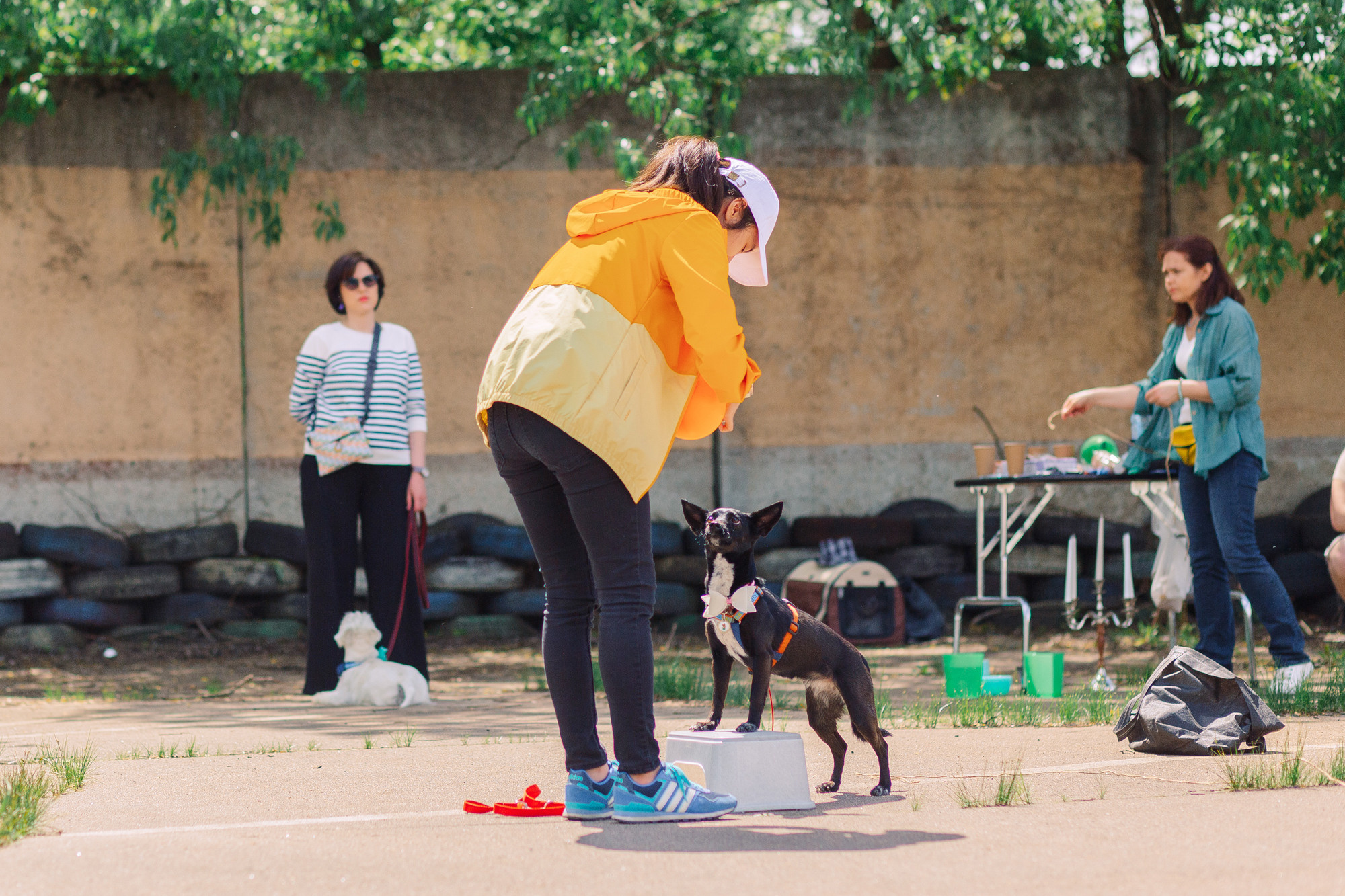 Дог-туса. Фотограф-анималист Елена Радченко, Москва