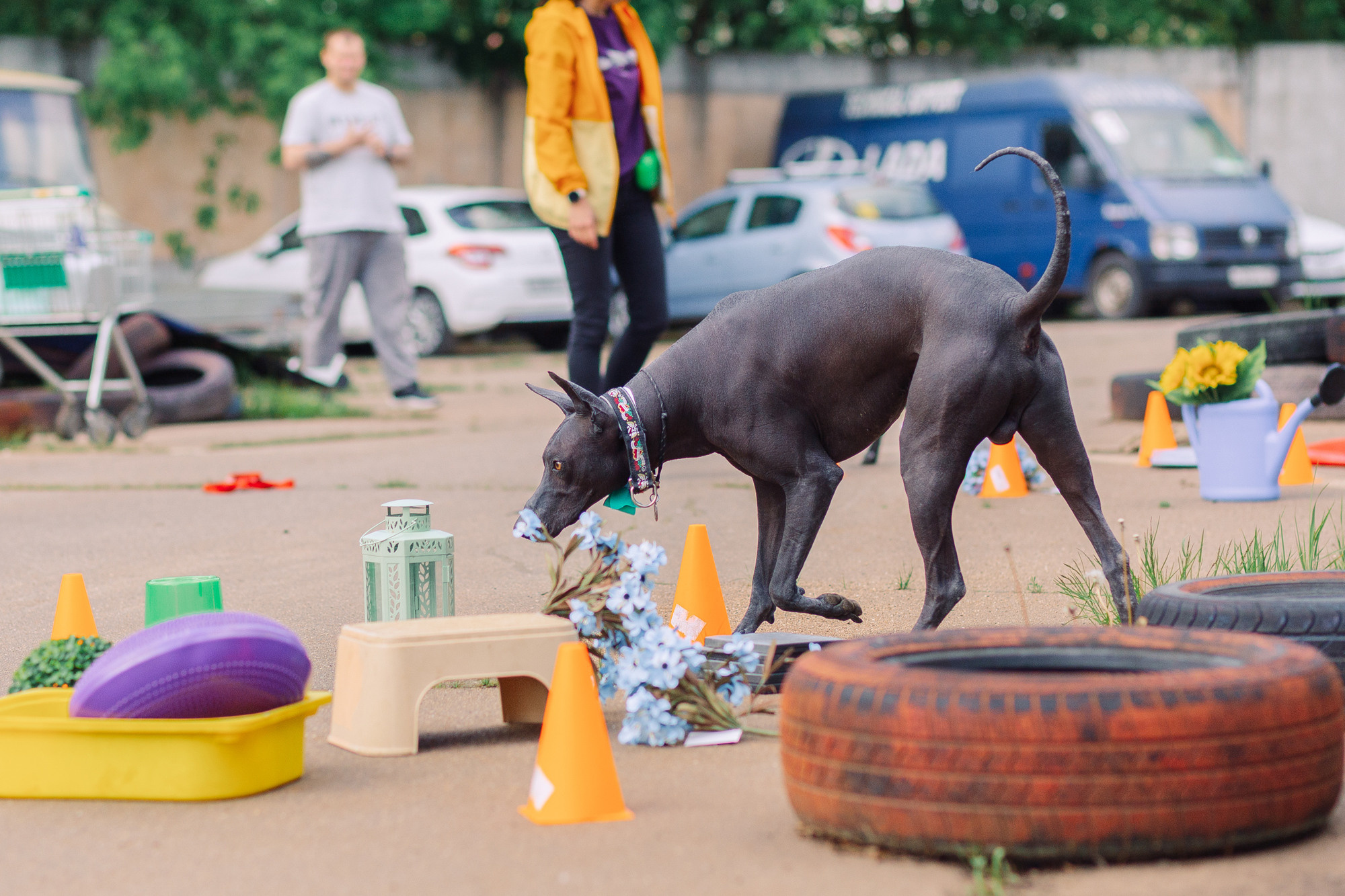 Дог-туса. Фотограф-анималист Елена Радченко, Москва
