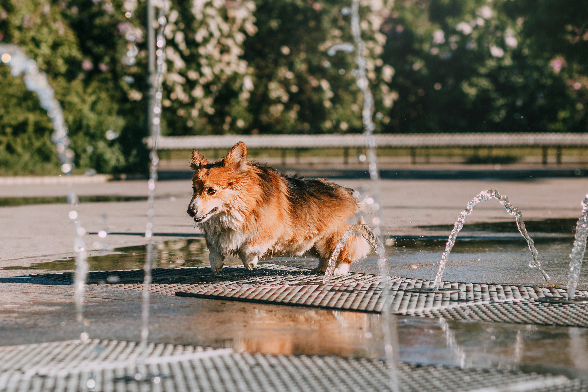 Аша и Робби. Фотограф-анималист Елена Радченко, Москва
