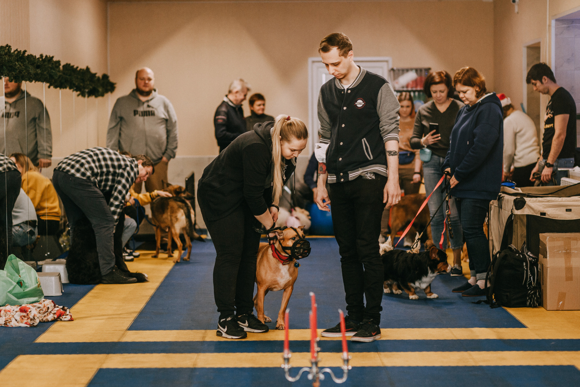 Собачий Новый год. Фотограф-анималист Елена Радченко, Москва
