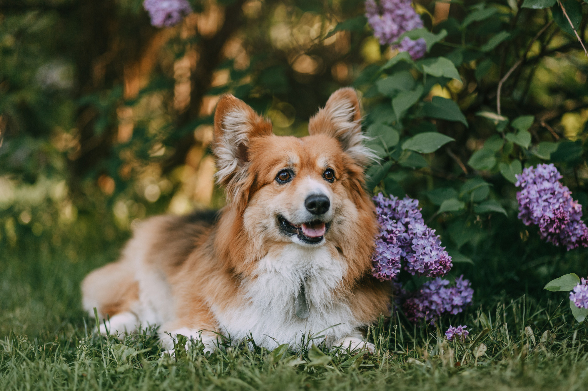 Аша и Робби. Фотограф-анималист Елена Радченко, Москва