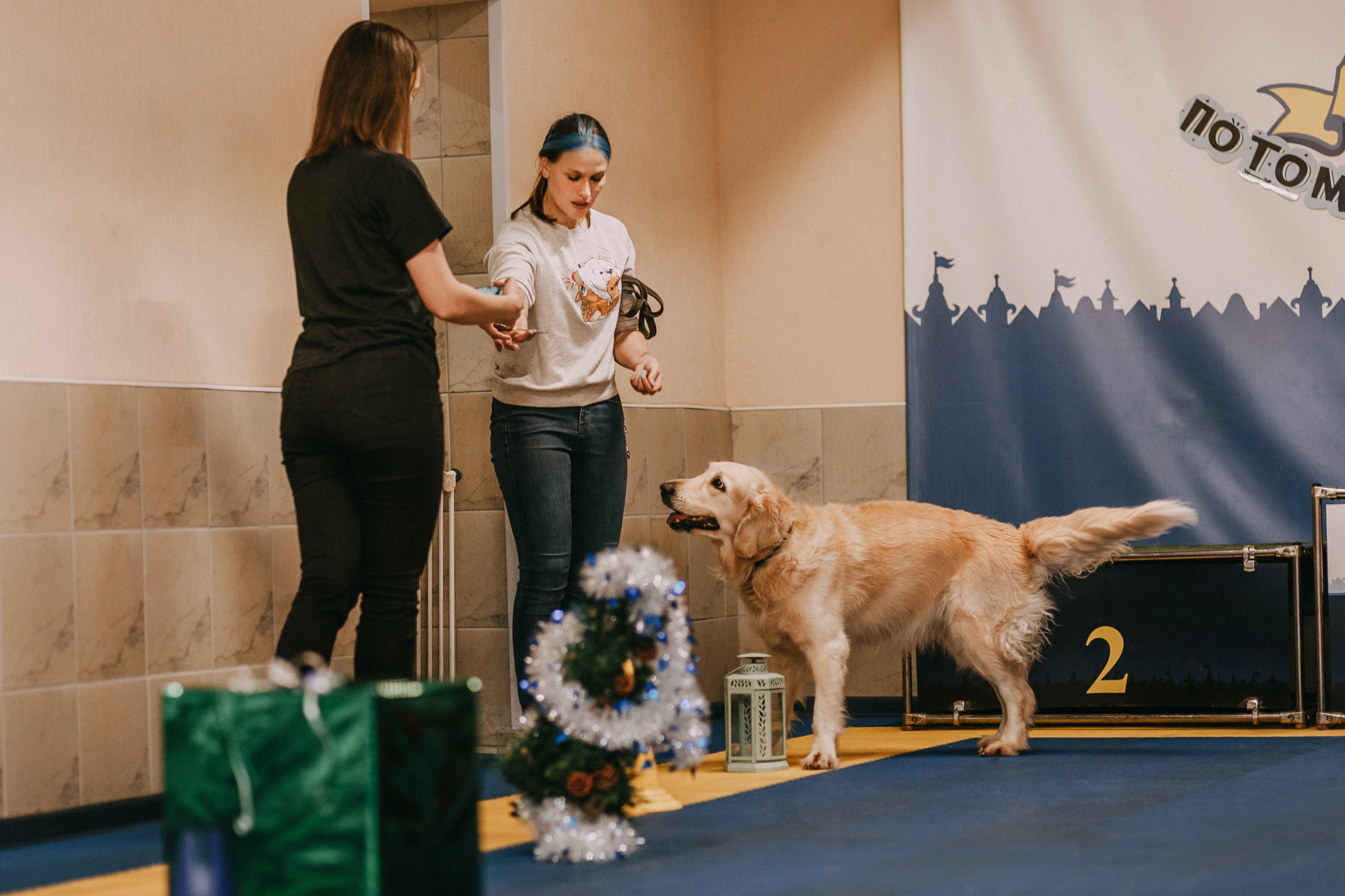 Собачий Новый год. Фотограф-анималист Елена Радченко, Москва