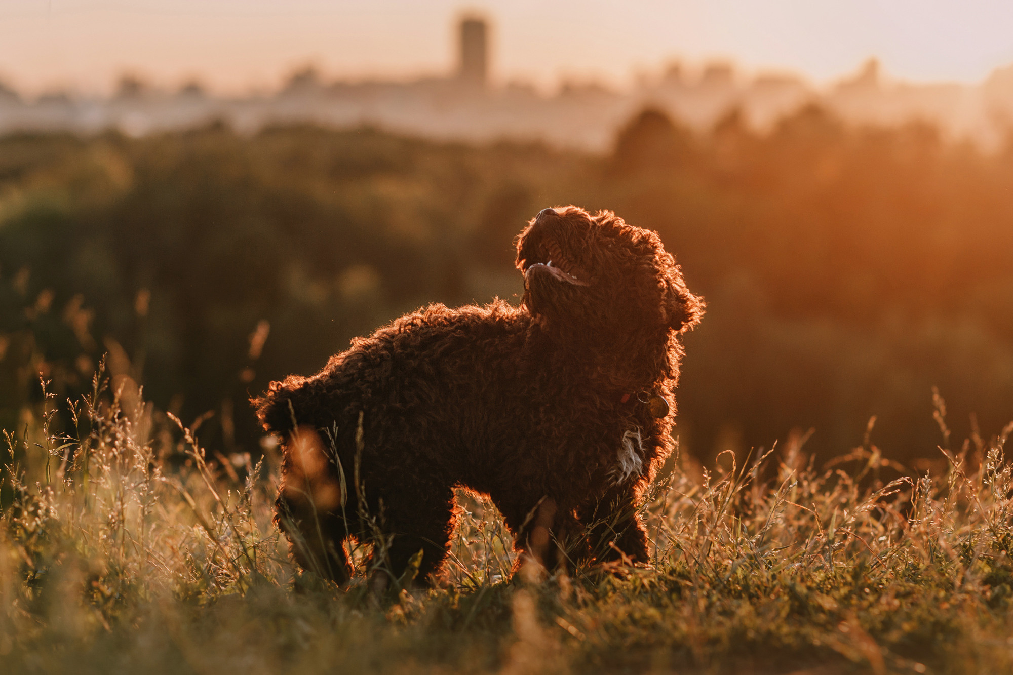 Майя и Снуп. Фотограф-анималист Елена Радченко, Москва
