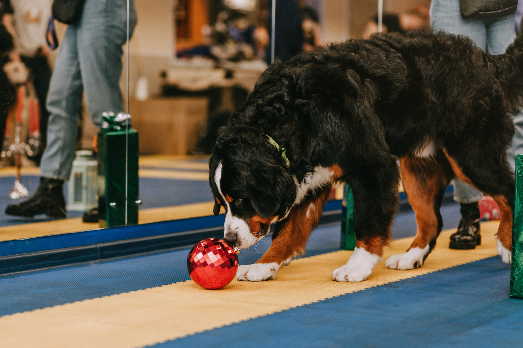 Собачий Новый год. Фотограф-анималист Елена Радченко, Москва
