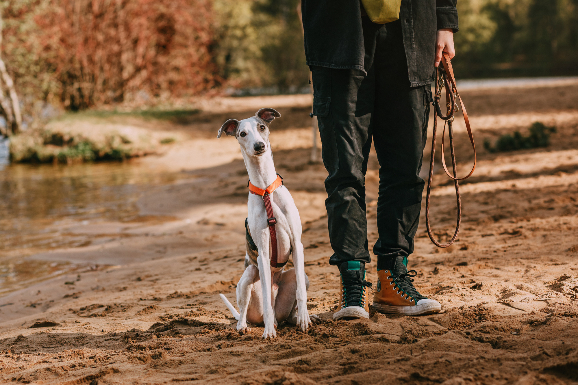 Соня, Максим, Данте и Ланя. Фотограф-анималист Елена Радченко, Москва
