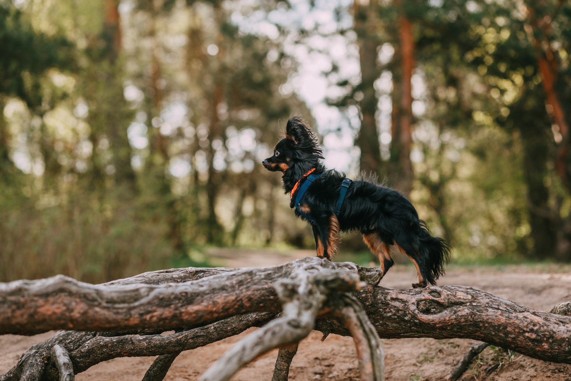Соня, Максим, Данте и Ланя. Фотограф-анималист Елена Радченко, Москва