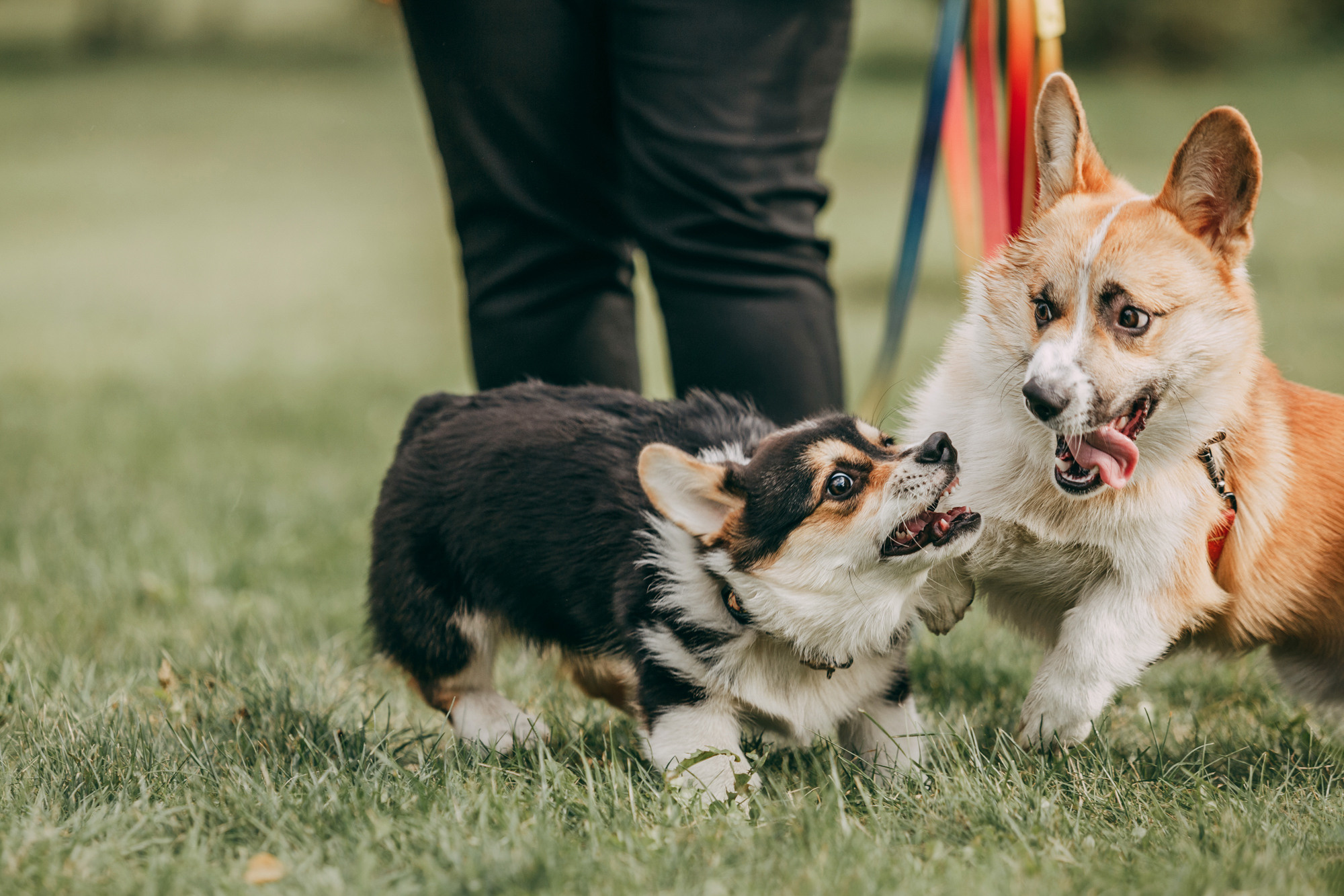 День рождения Габи. Фотограф-анималист Елена Радченко, Москва