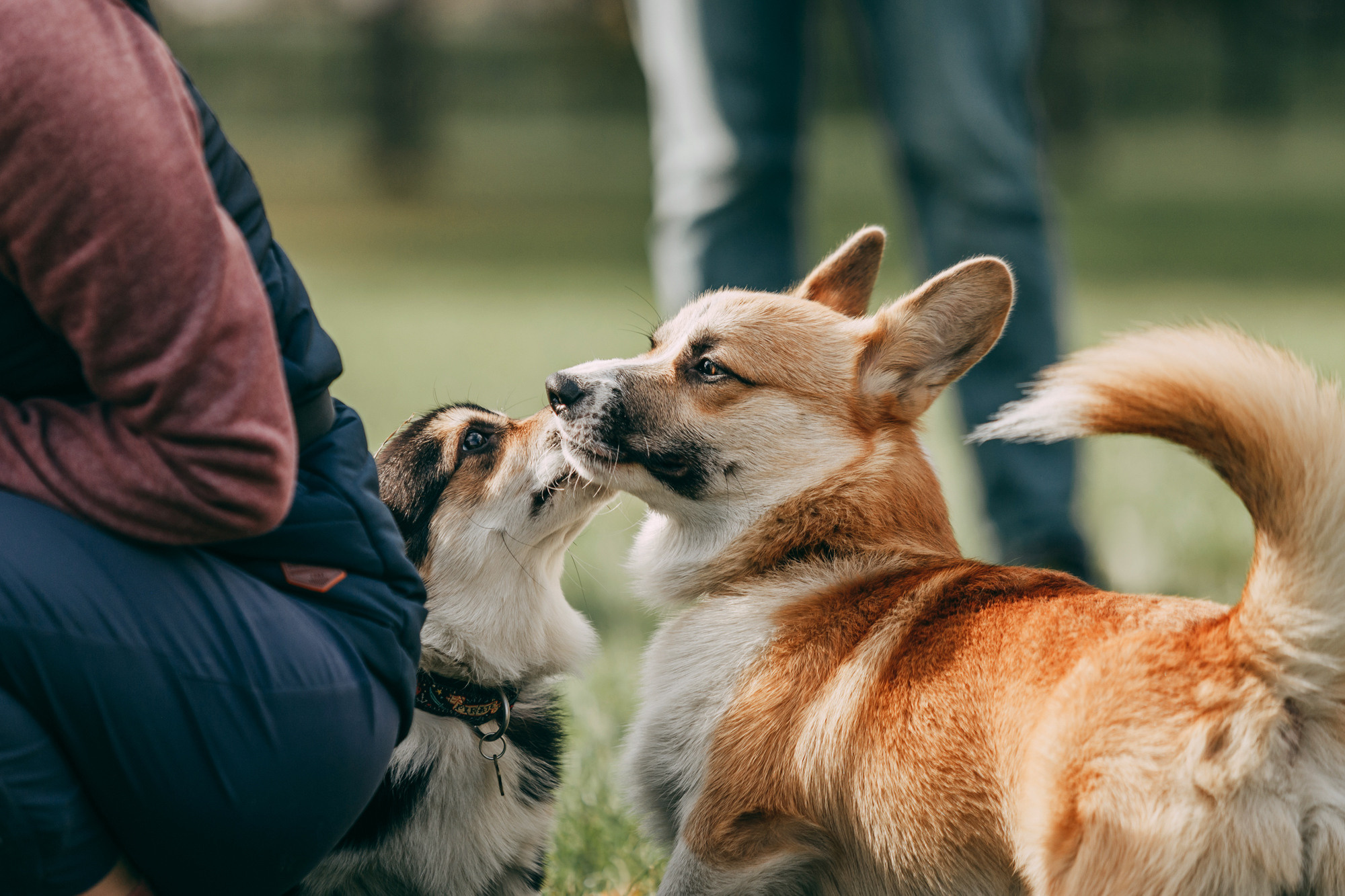 День рождения Габи. Фотограф-анималист Елена Радченко, Москва