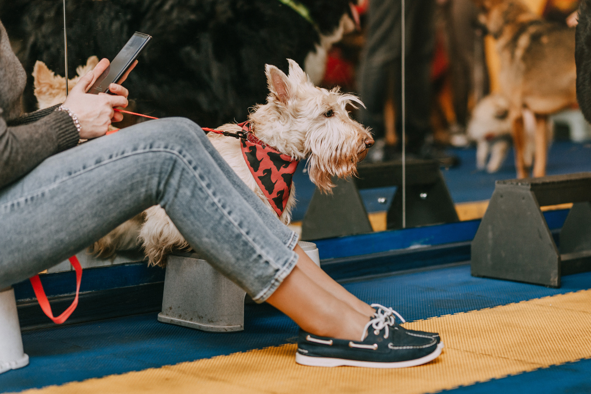 Собачий Новый год. Фотограф-анималист Елена Радченко, Москва
