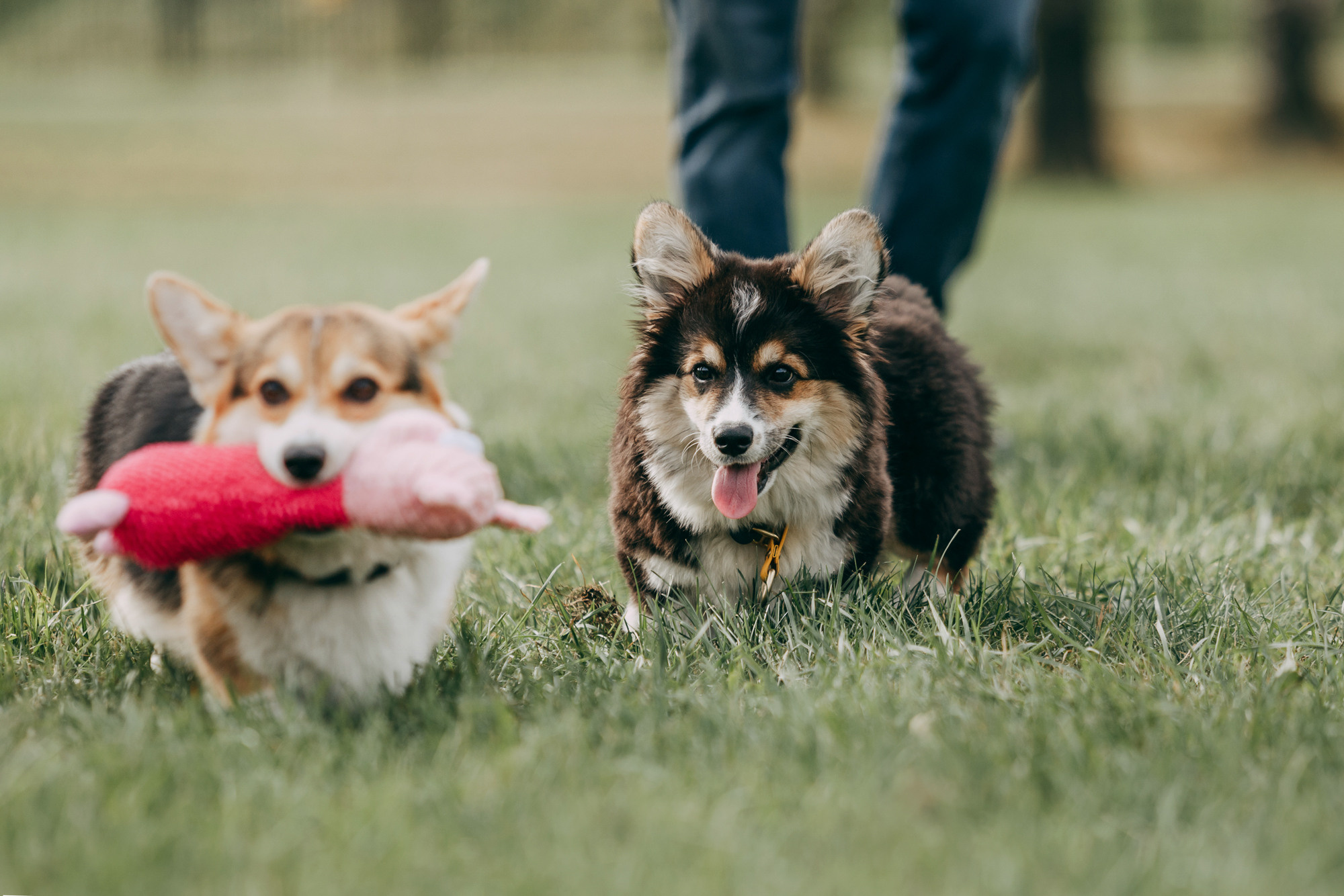 День рождения Габи. Фотограф-анималист Елена Радченко, Москва