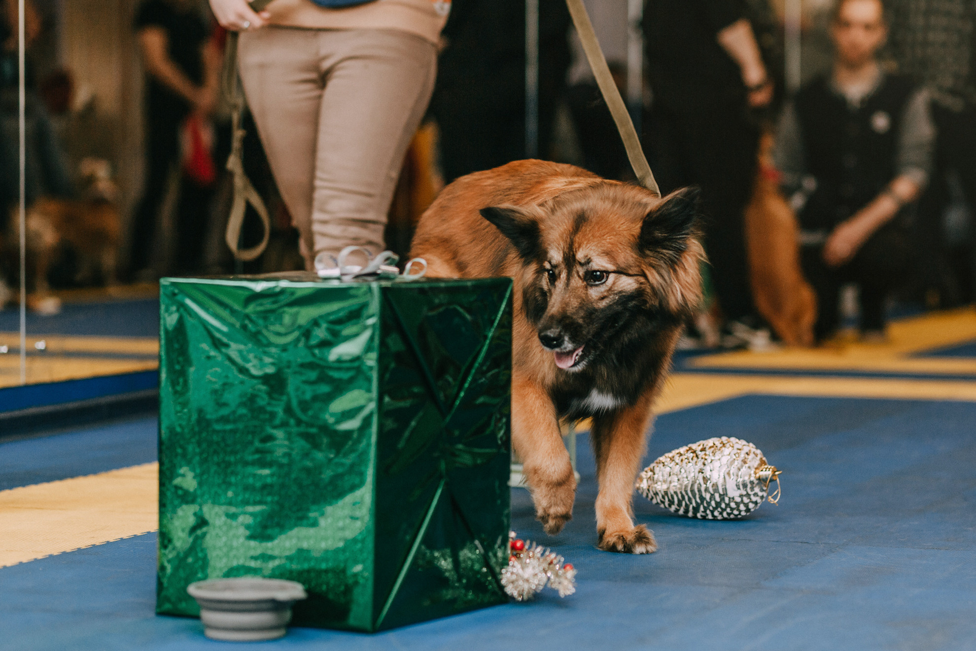 Собачий Новый год. Фотограф-анималист Елена Радченко, Москва