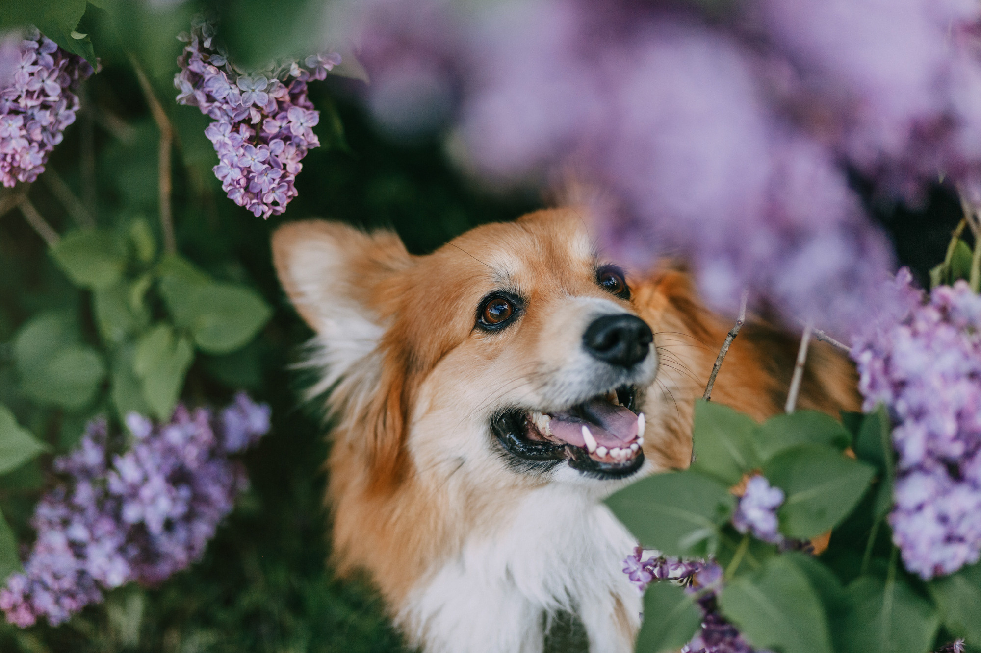 Аша и Робби. Фотограф-анималист Елена Радченко, Москва