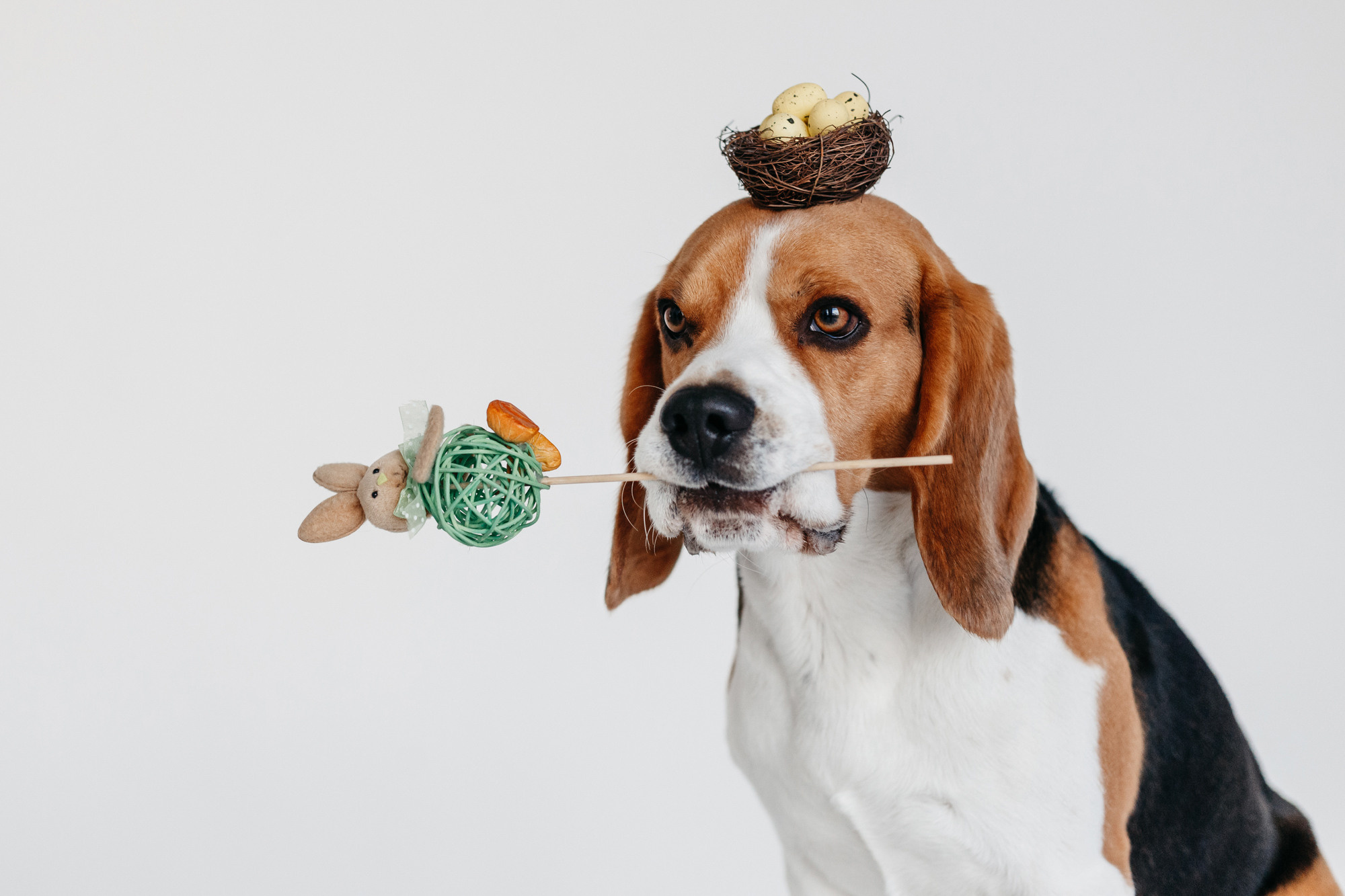 Фотодень 9 апреля. Фотограф-анималист Елена Радченко, Москва