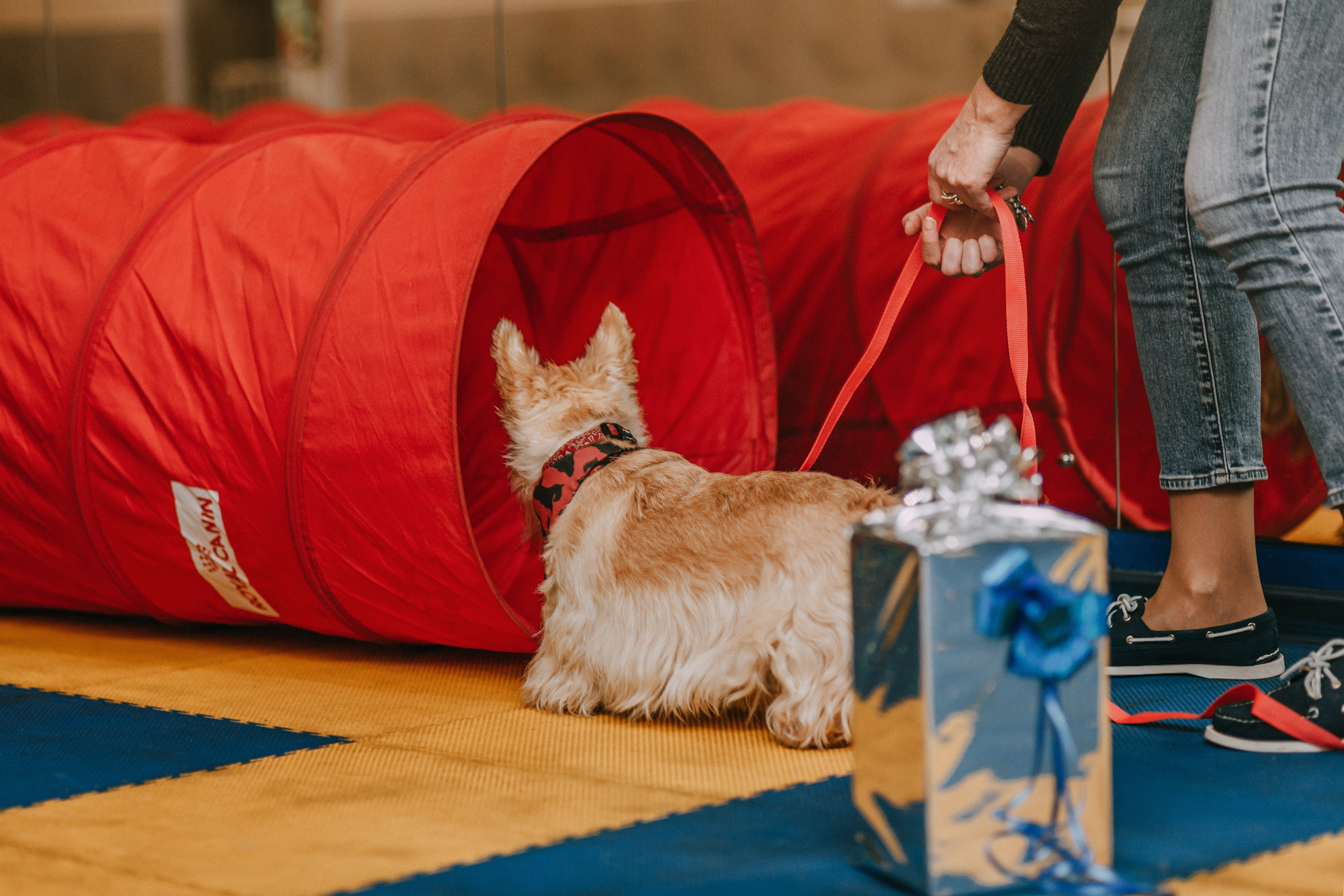 Собачий Новый год. Фотограф-анималист Елена Радченко, Москва