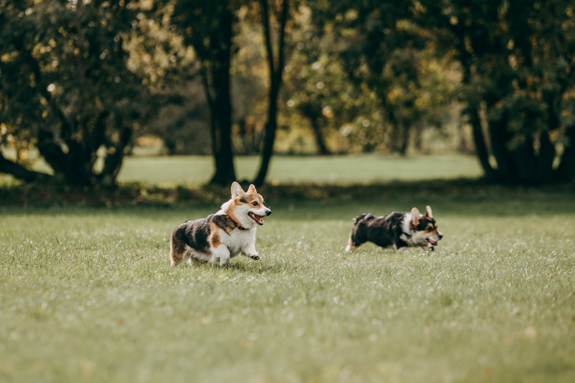 День рождения Габи. Фотограф-анималист Елена Радченко, Москва