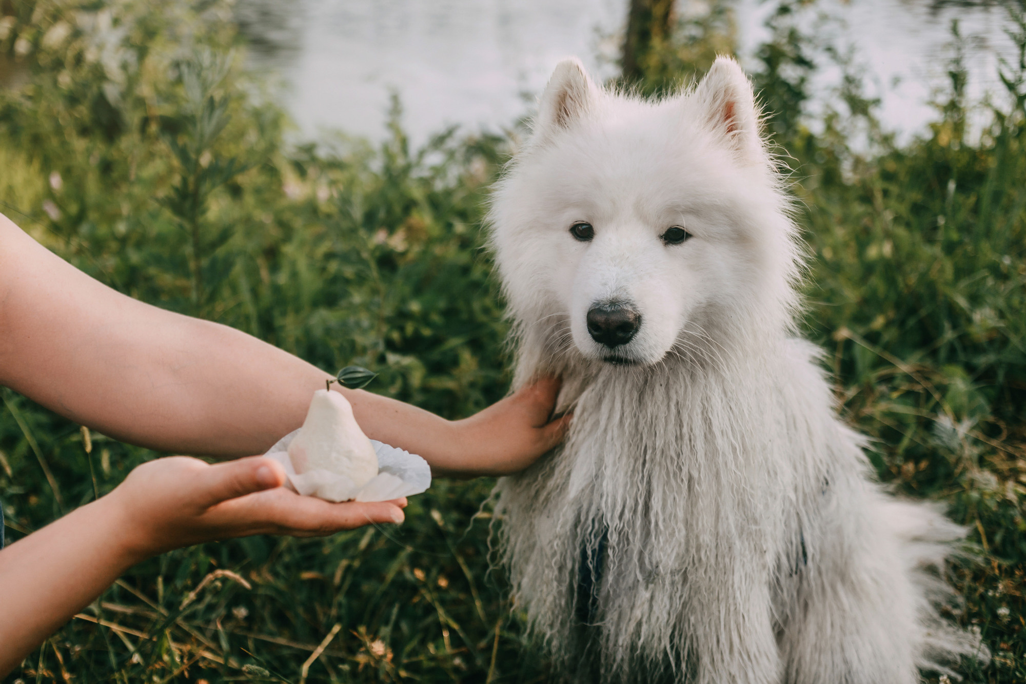 День рождения Морошки. Фотограф-анималист Елена Радченко, Москва