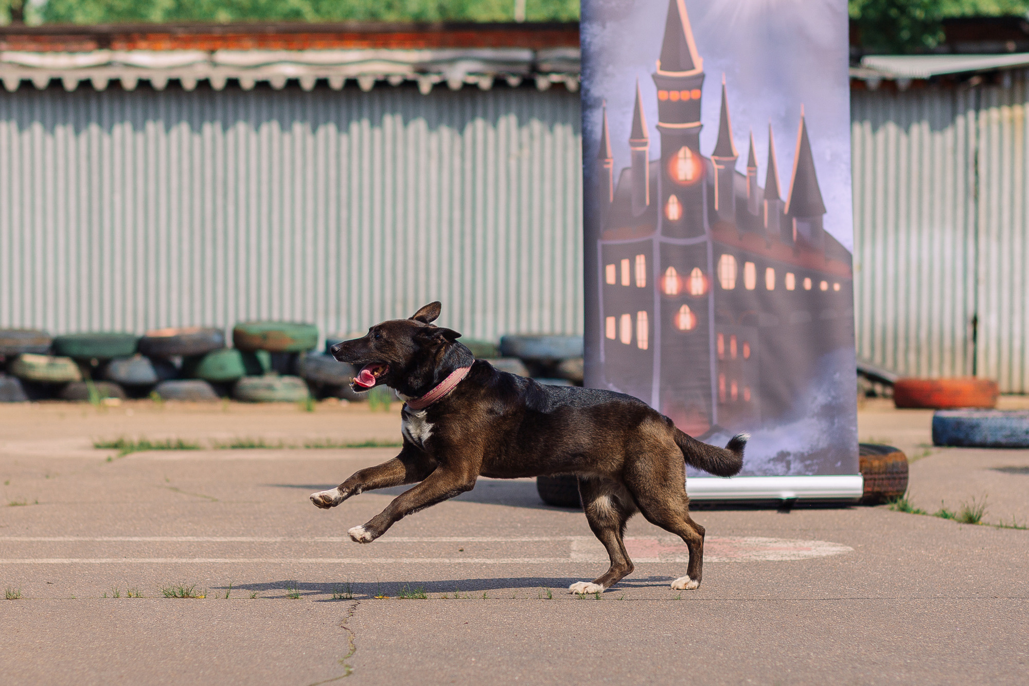 Дог-туса. Фотограф-анималист Елена Радченко, Москва