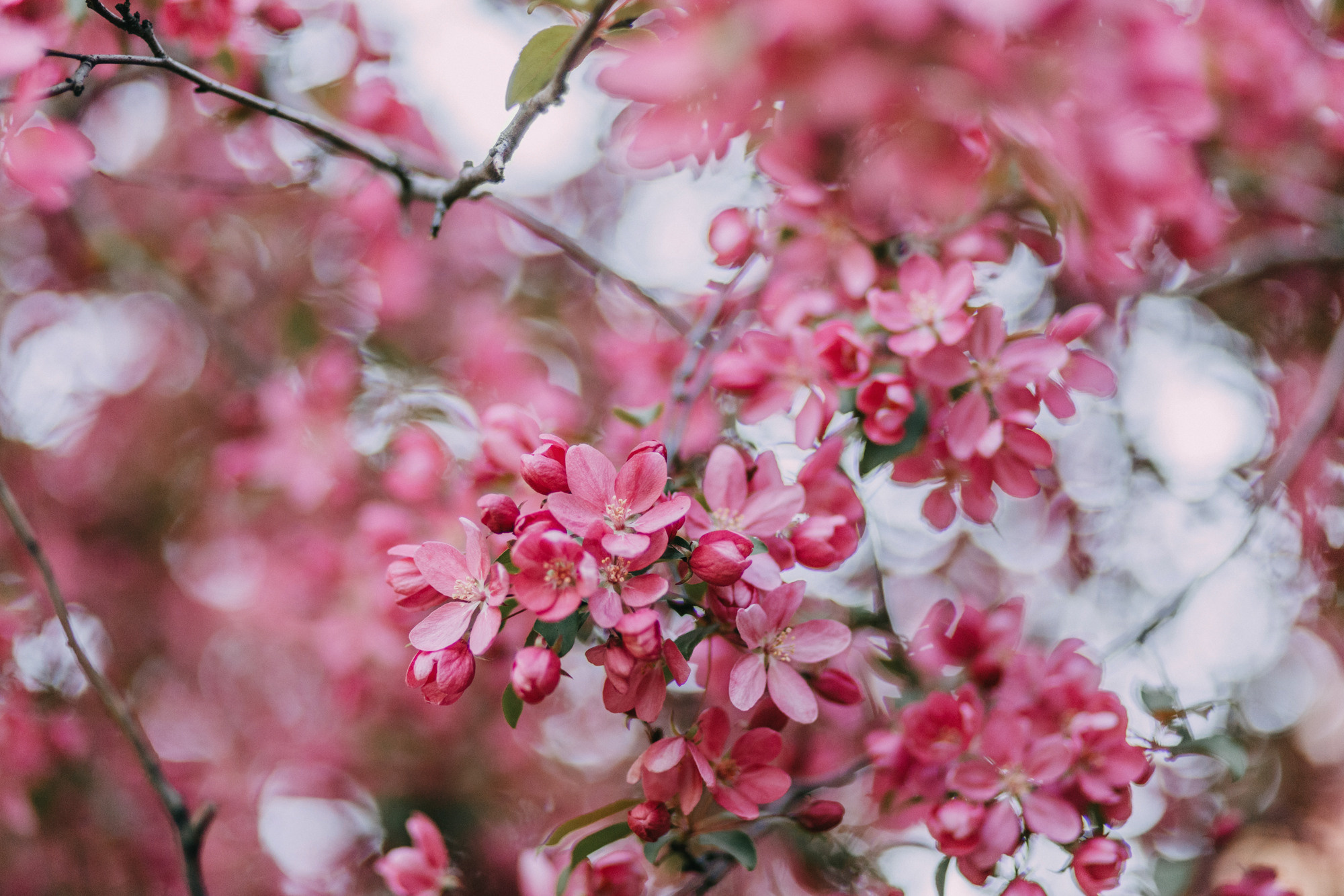 Анна, Чарли и Ева. Фотограф-анималист Елена Радченко, Москва