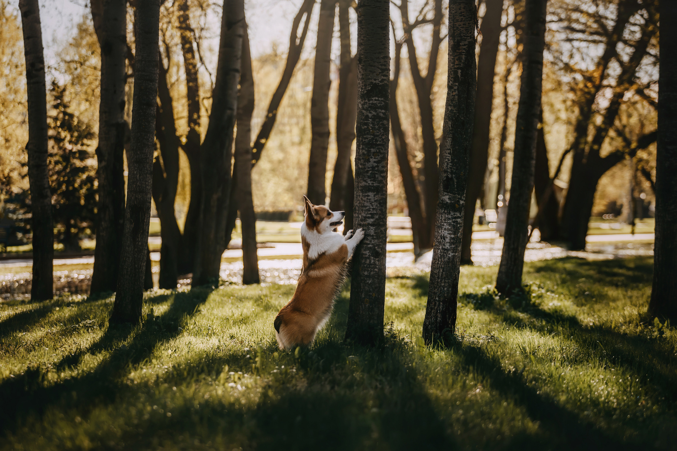 Вилла. Фотограф-анималист Елена Радченко, Москва