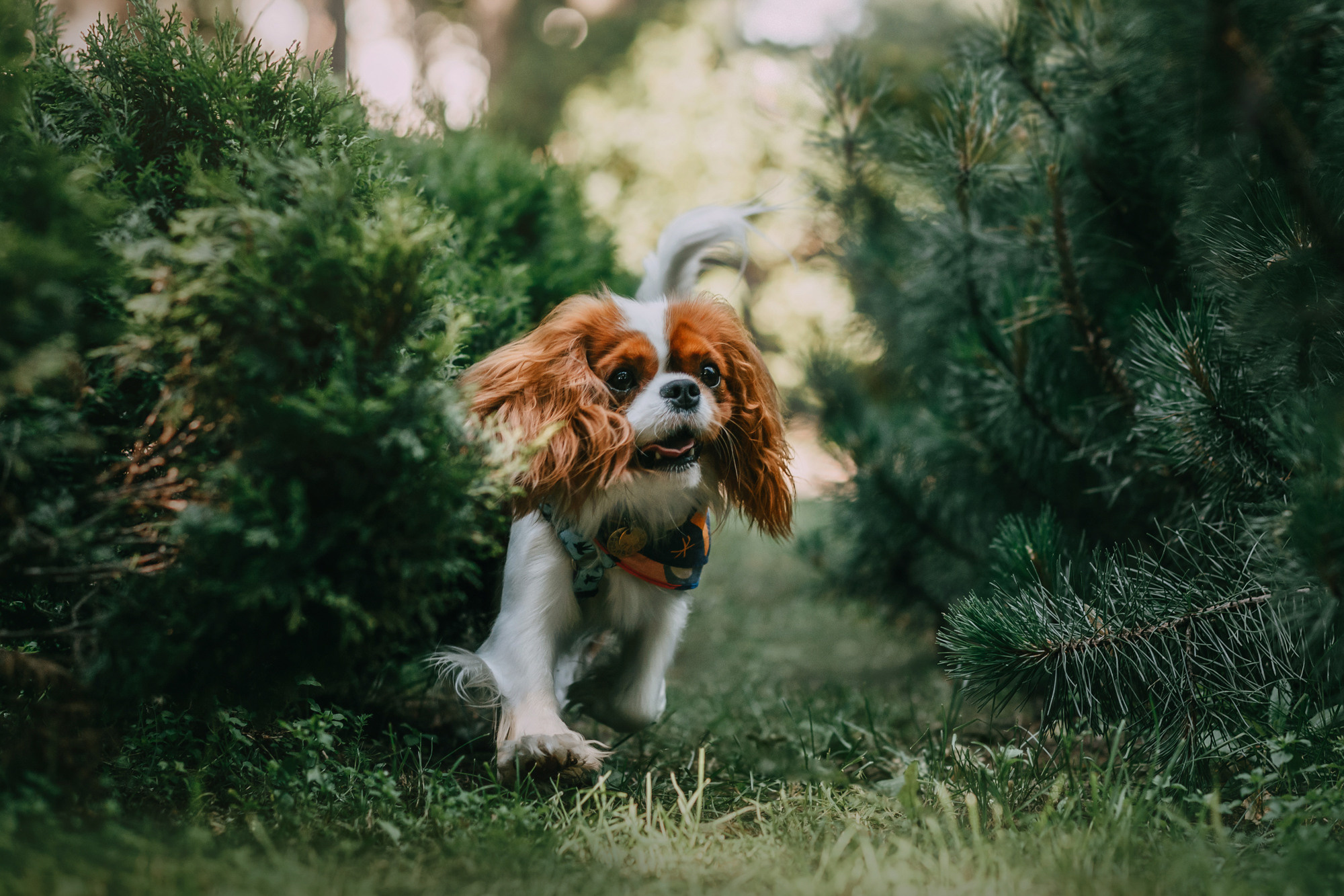 Анастасия и Марсель. Фотограф-анималист Елена Радченко, Москва