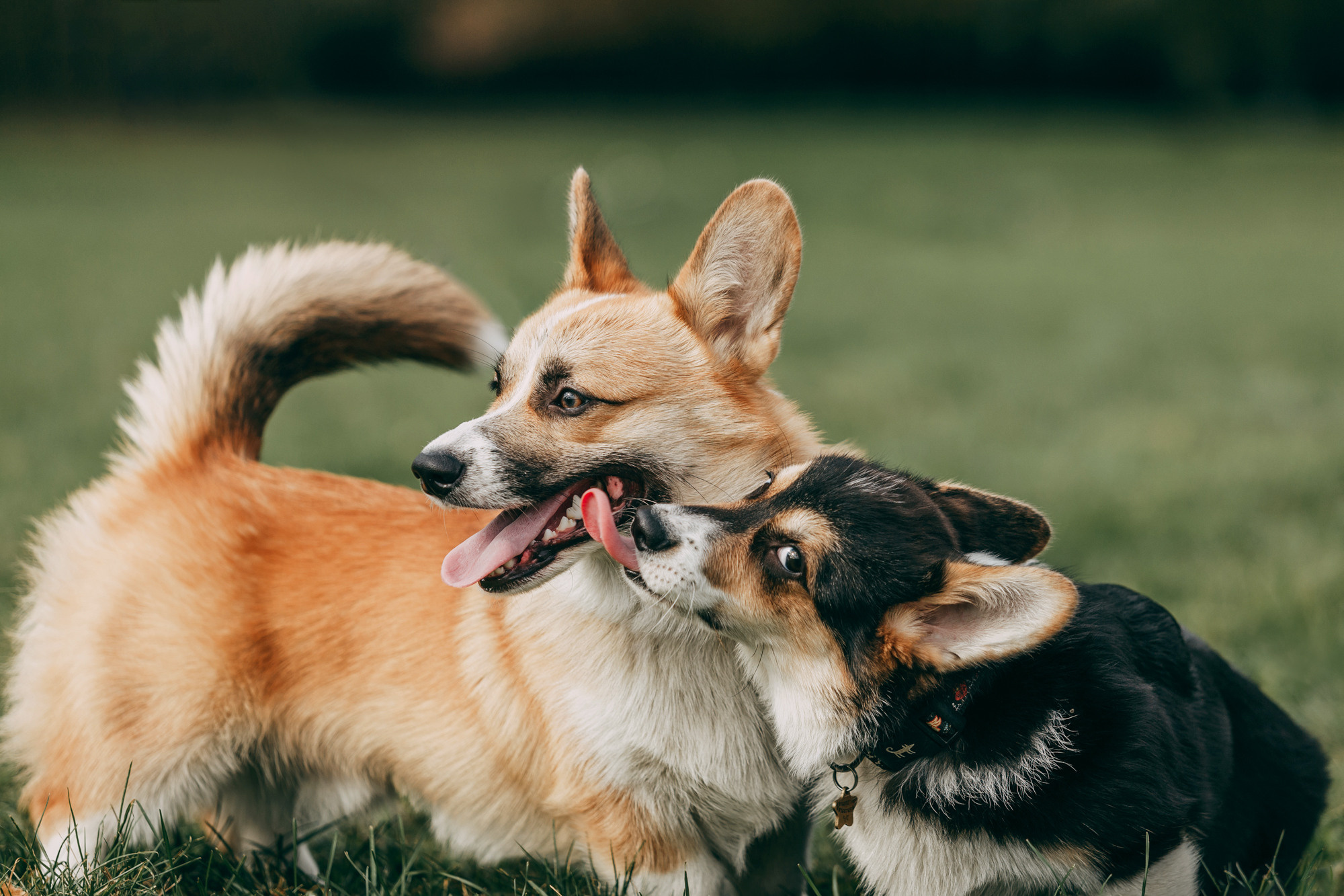 День рождения Габи. Фотограф-анималист Елена Радченко, Москва