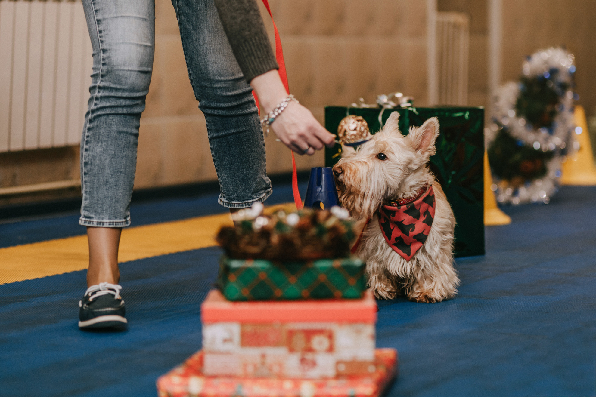 Собачий Новый год. Фотограф-анималист Елена Радченко, Москва