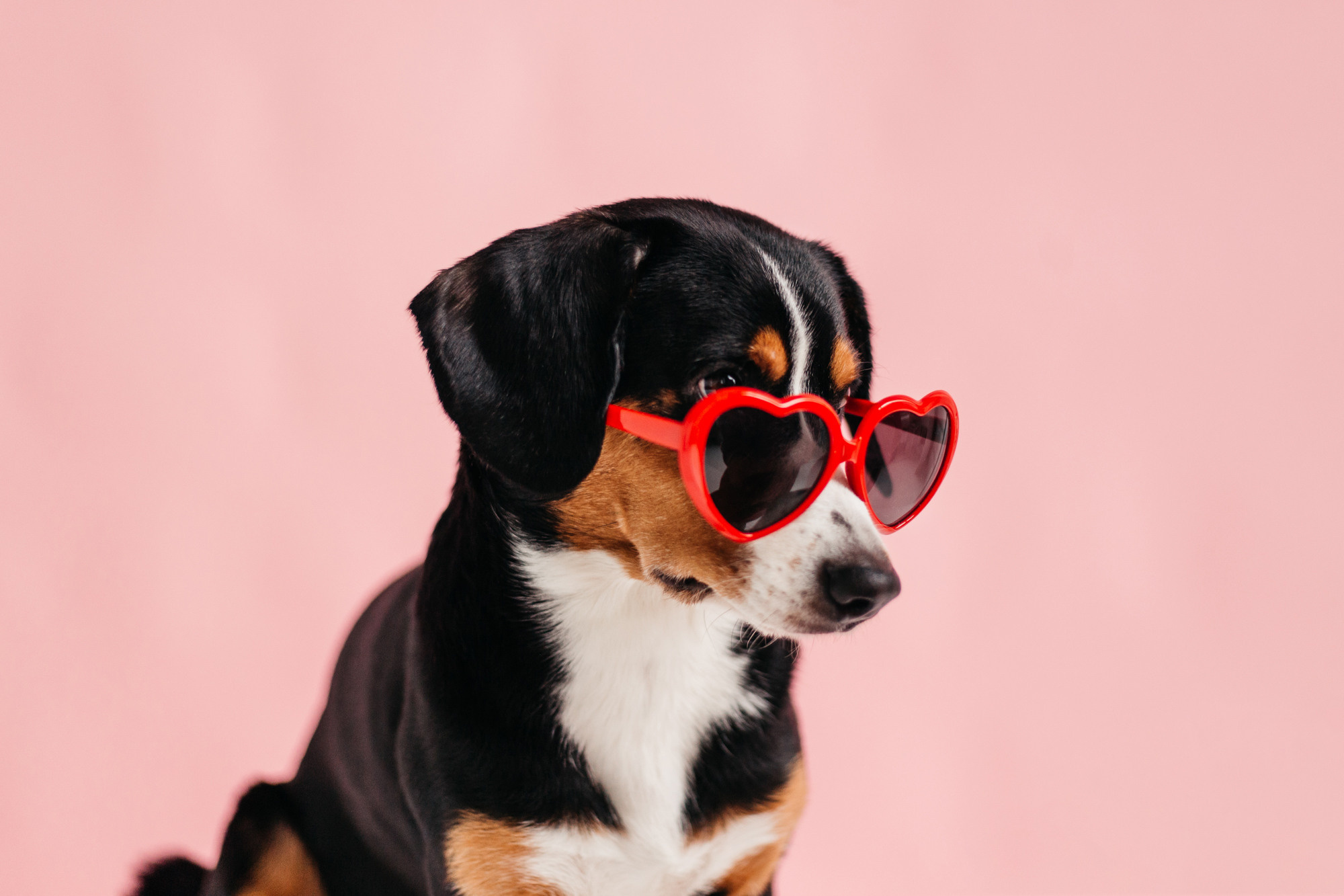 Фотодень 4 апреля. Фотограф-анималист Елена Радченко, Москва