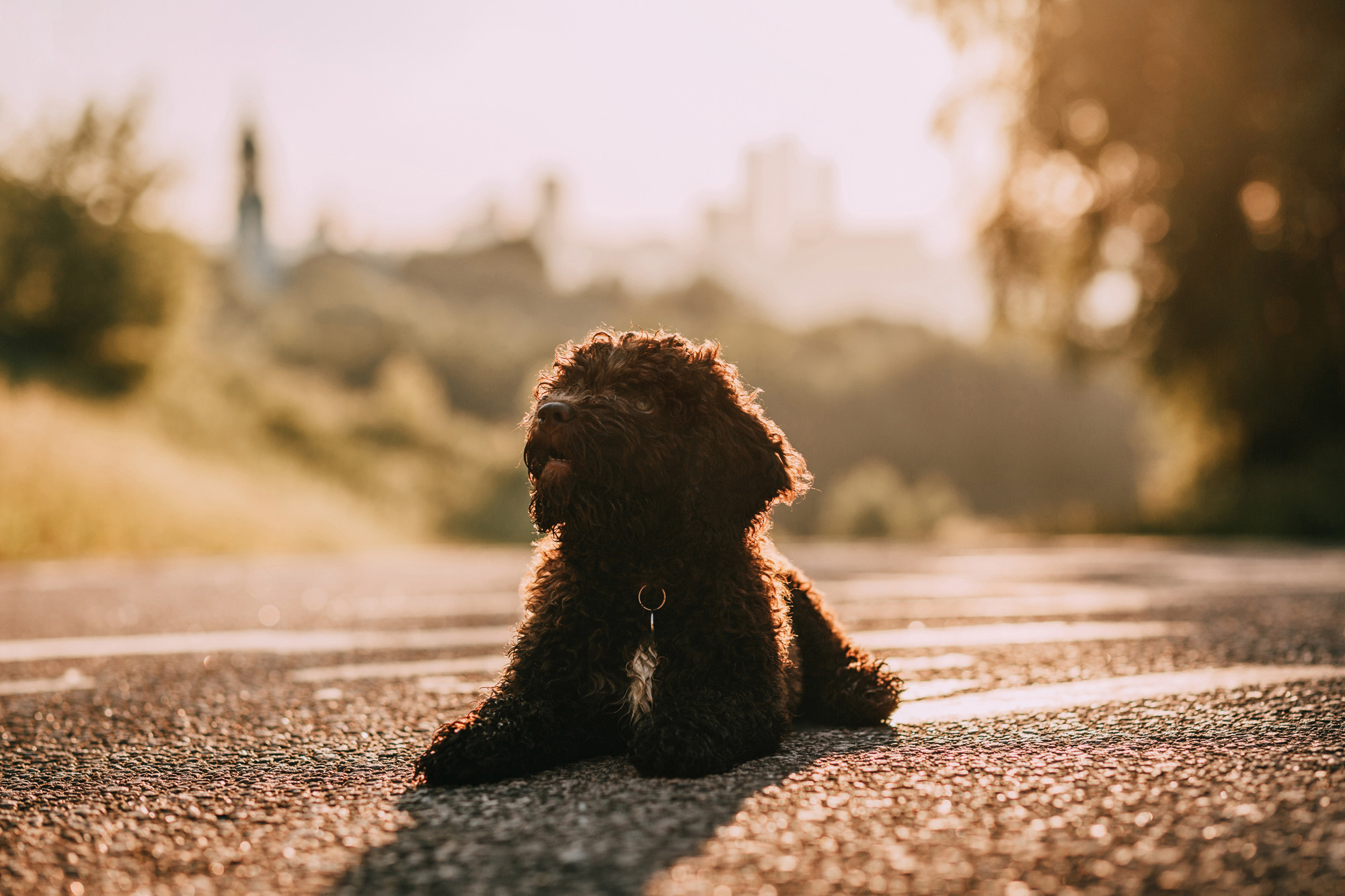 Майя и Снуп. Фотограф-анималист Елена Радченко, Москва