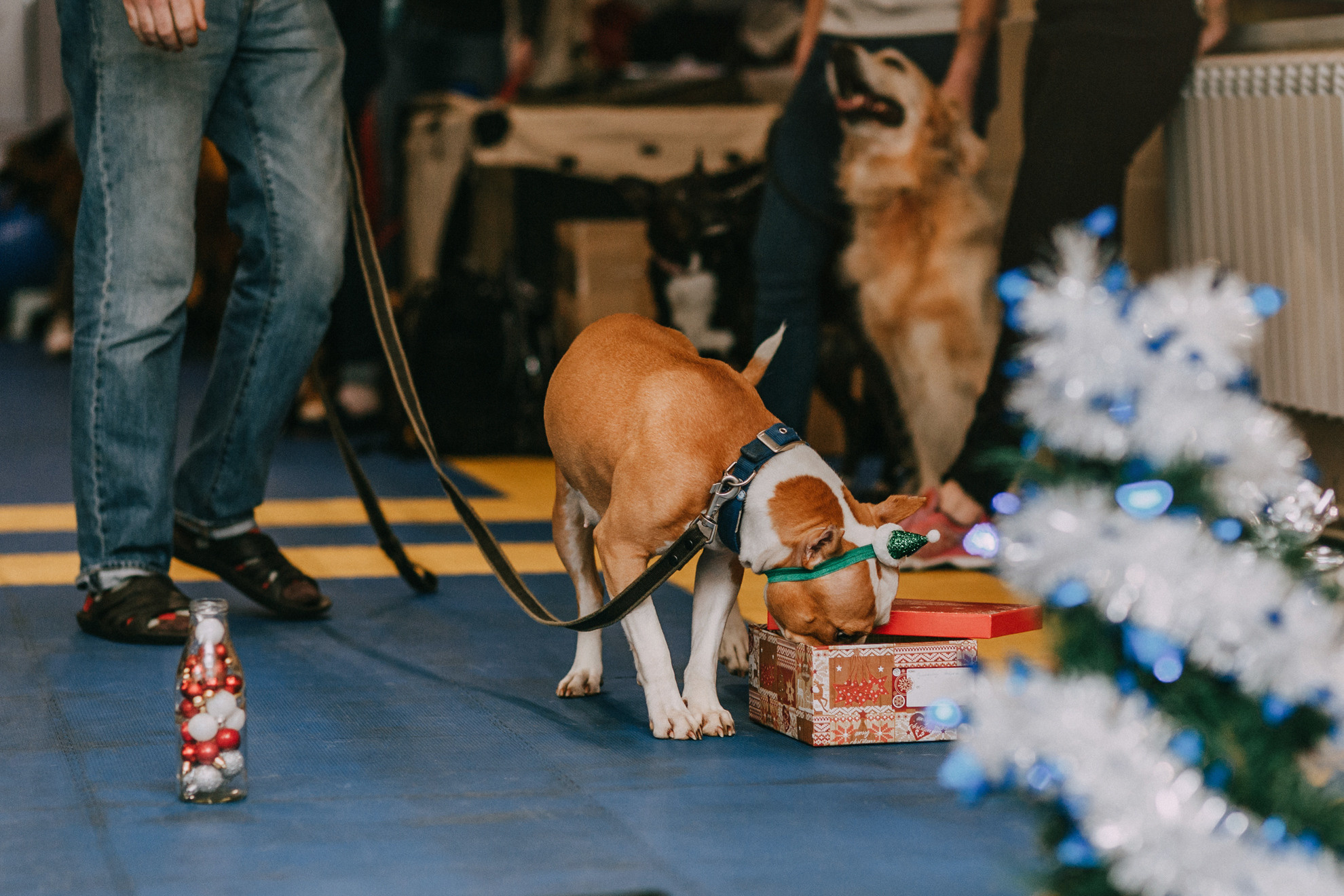 Собачий Новый год. Фотограф-анималист Елена Радченко, Москва