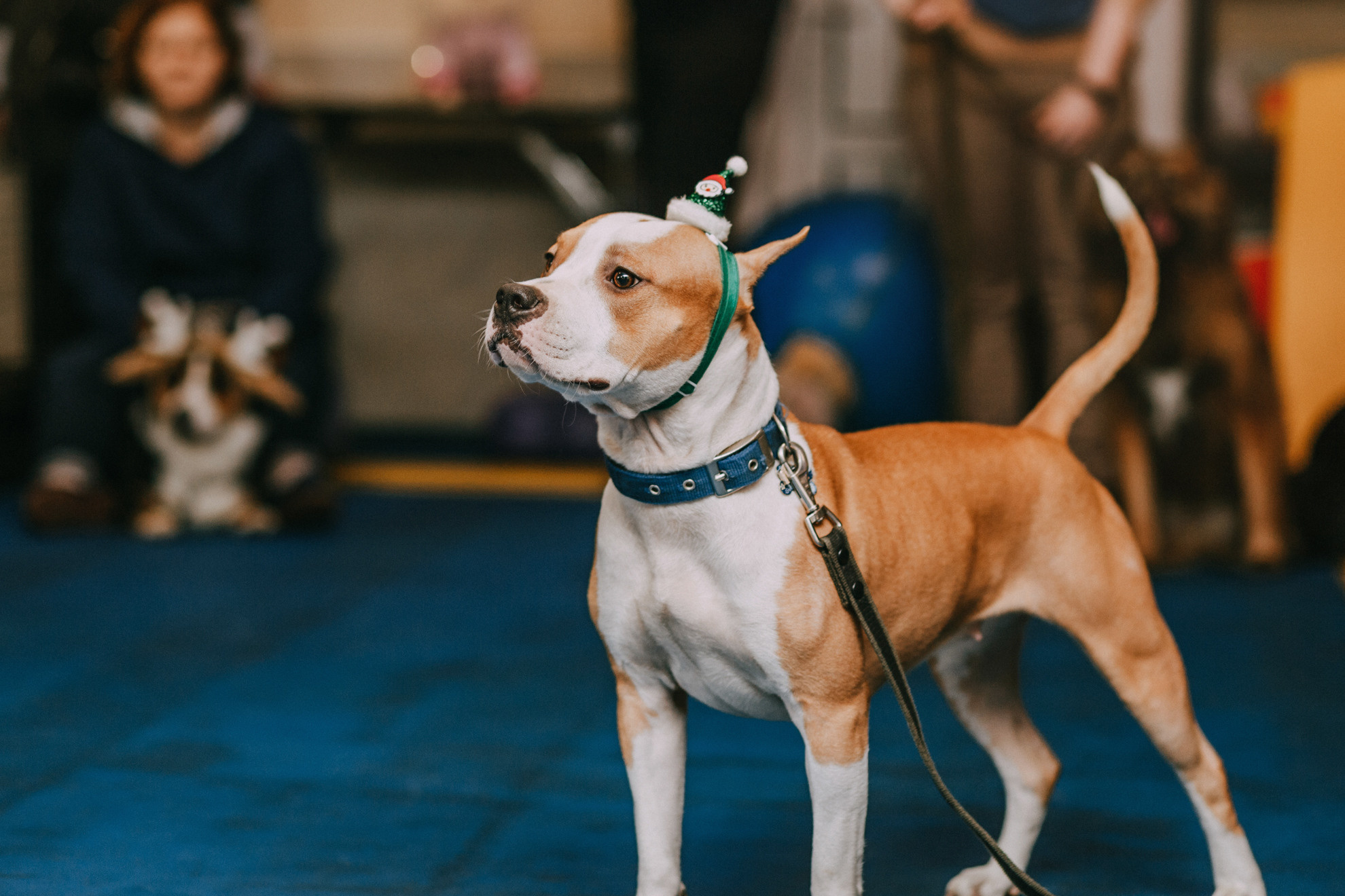 Собачий Новый год. Фотограф-анималист Елена Радченко, Москва