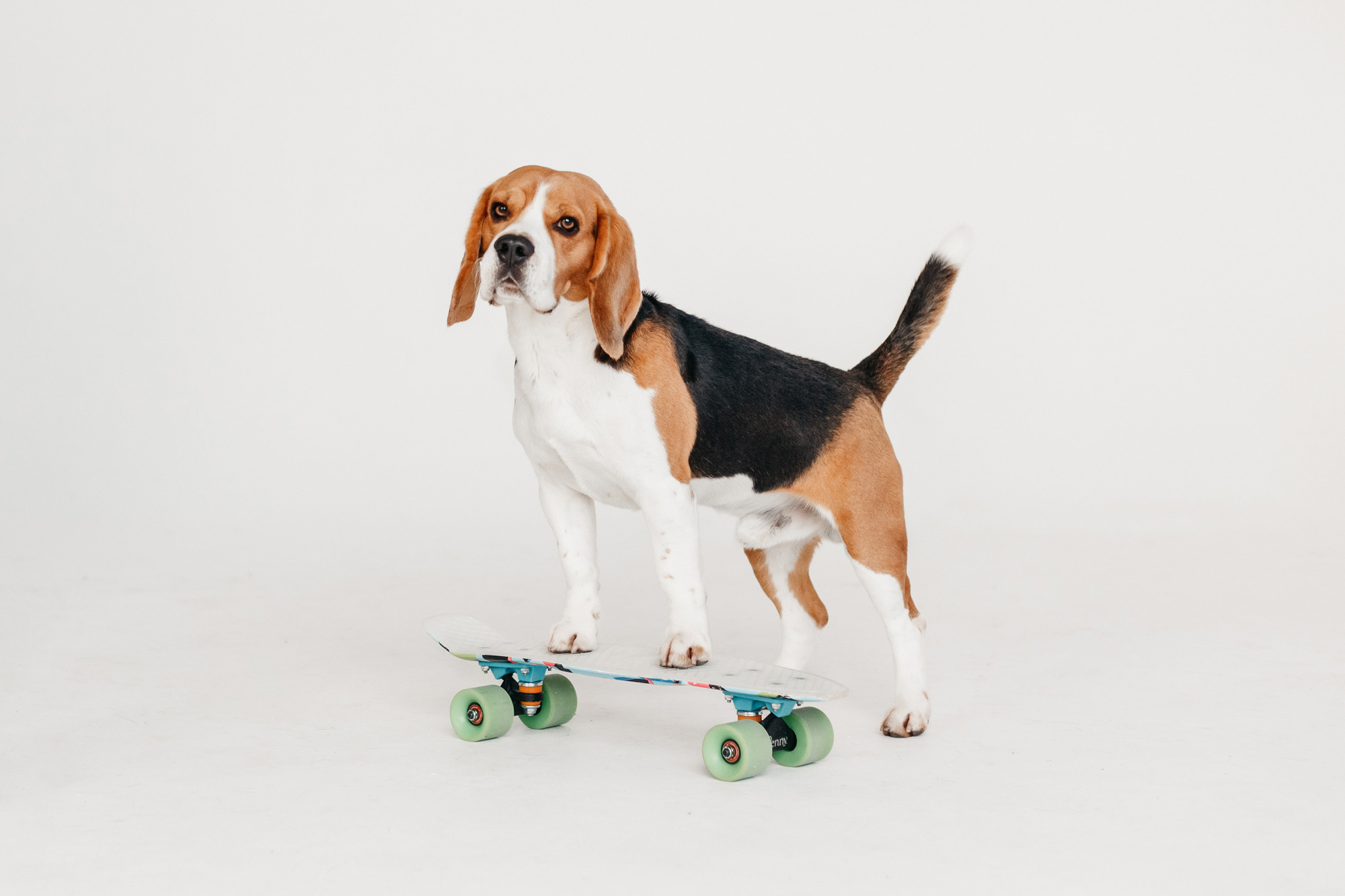 Фотодень 9 апреля. Фотограф-анималист Елена Радченко, Москва