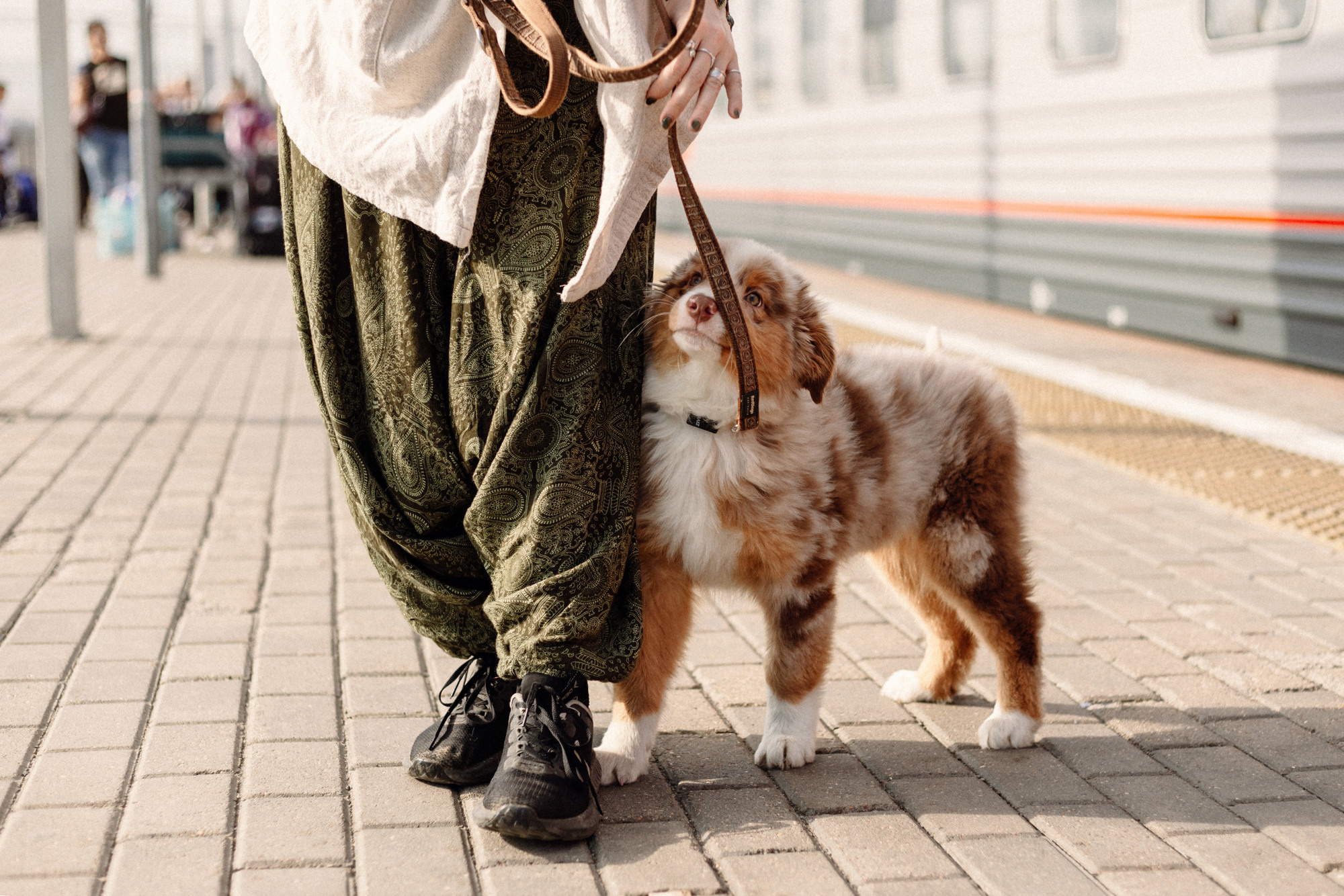 Тася и Брусника. Встреча с поезда. Фотограф-анималист Елена Радченко, Москва