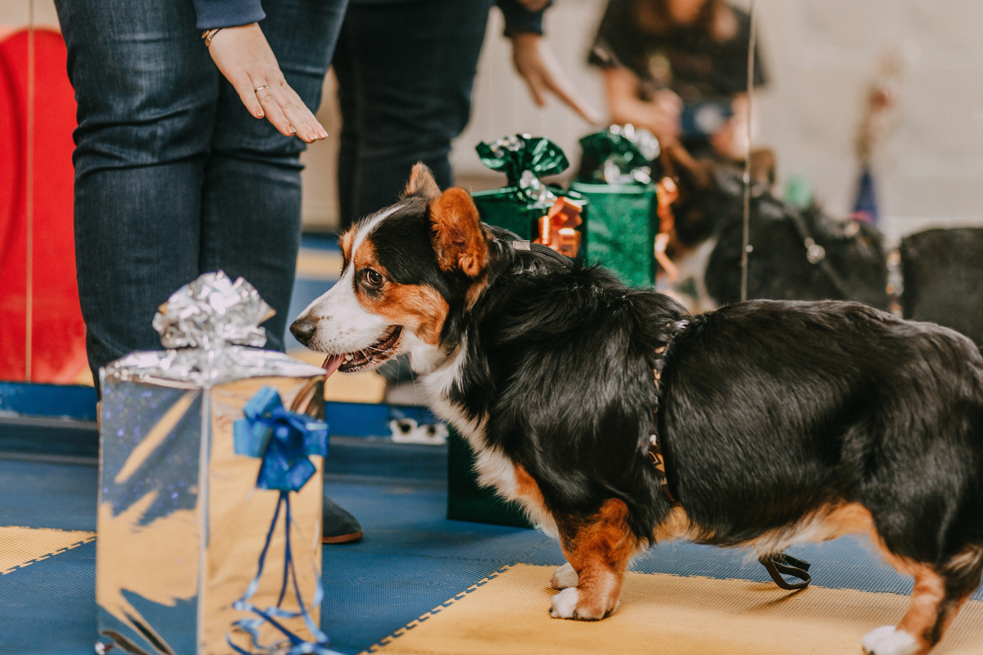 Собачий Новый год. Фотограф-анималист Елена Радченко, Москва