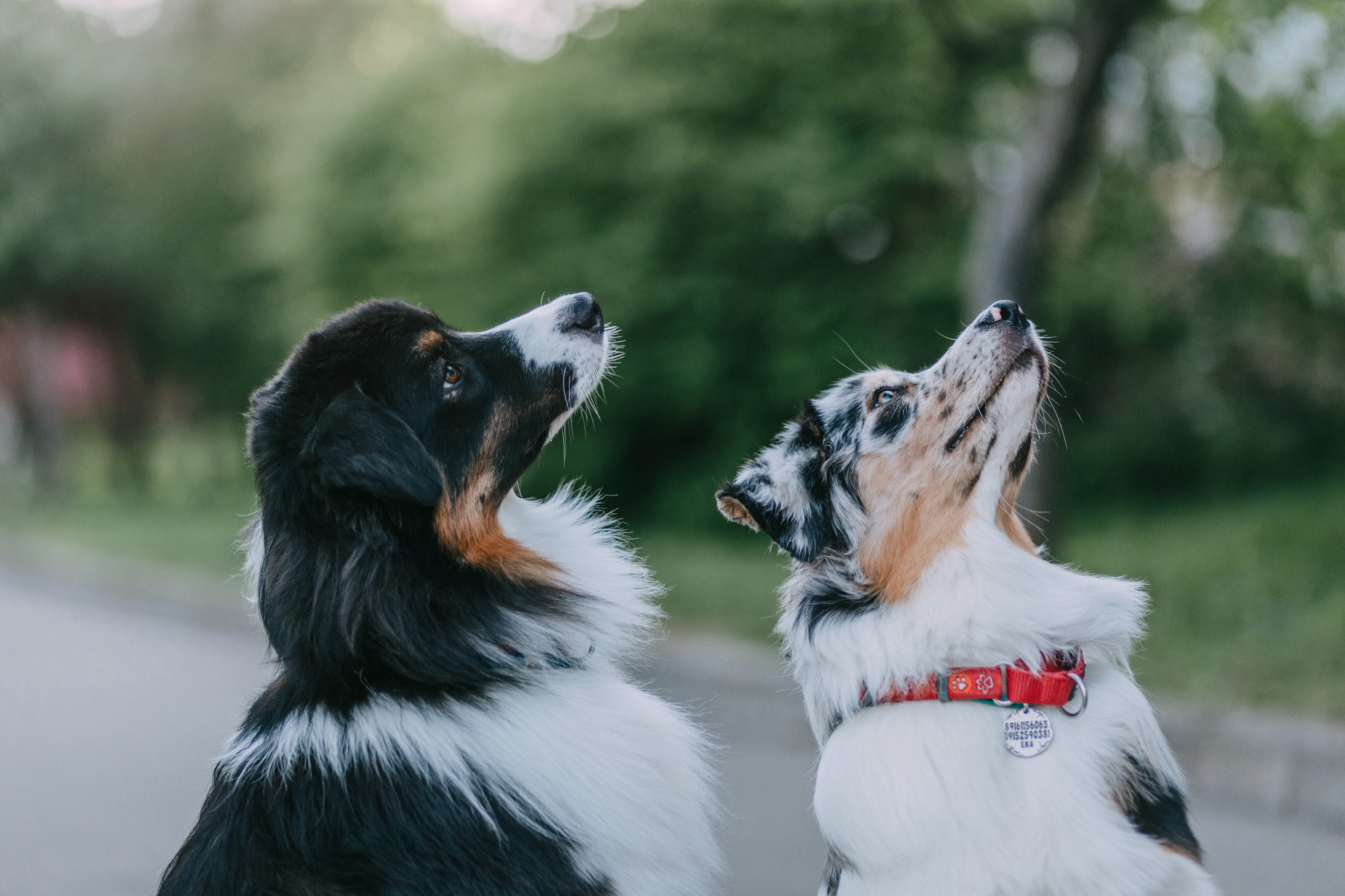 Анна, Чарли и Ева. Фотограф-анималист Елена Радченко, Москва