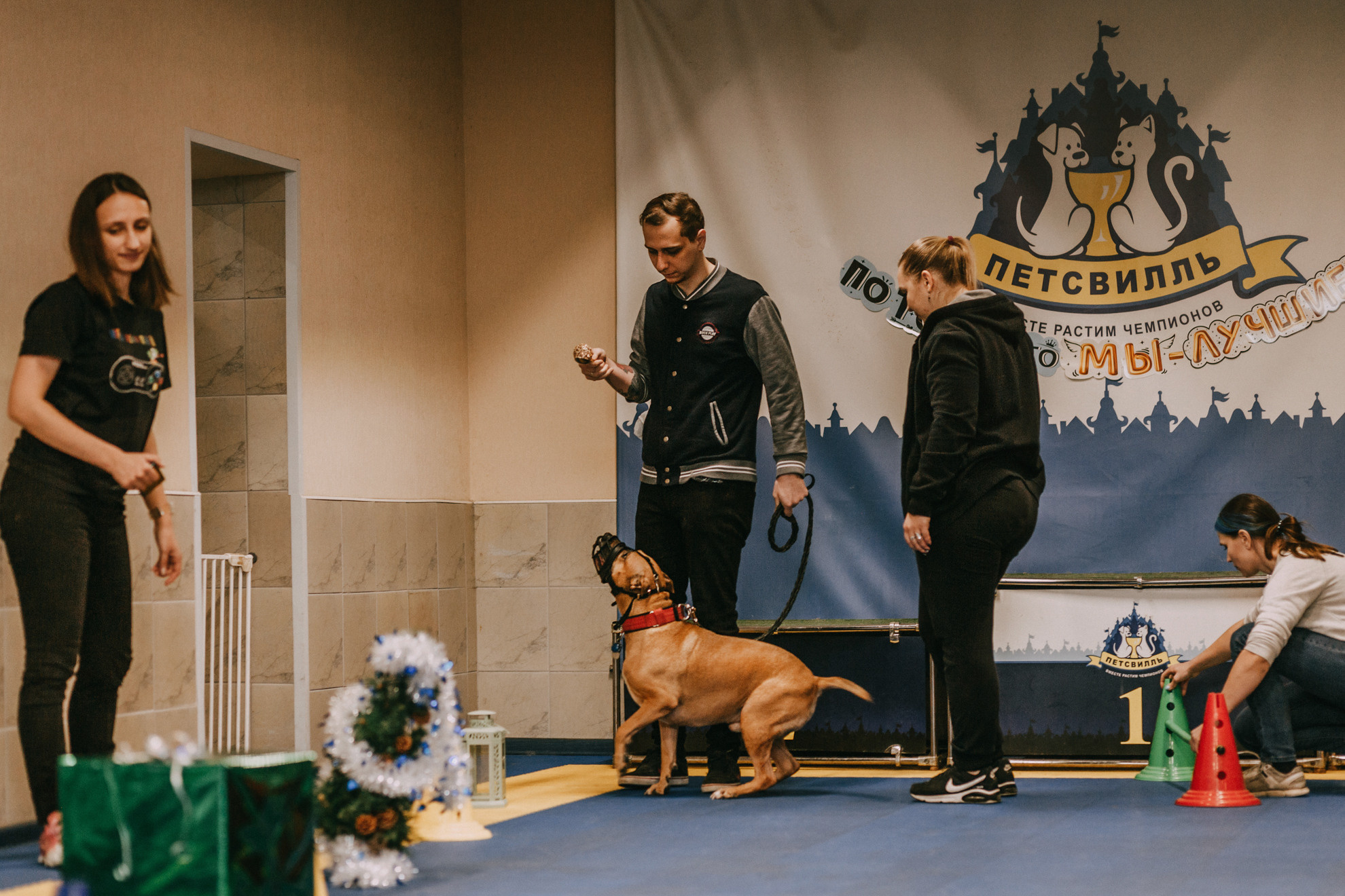 Собачий Новый год. Фотограф-анималист Елена Радченко, Москва