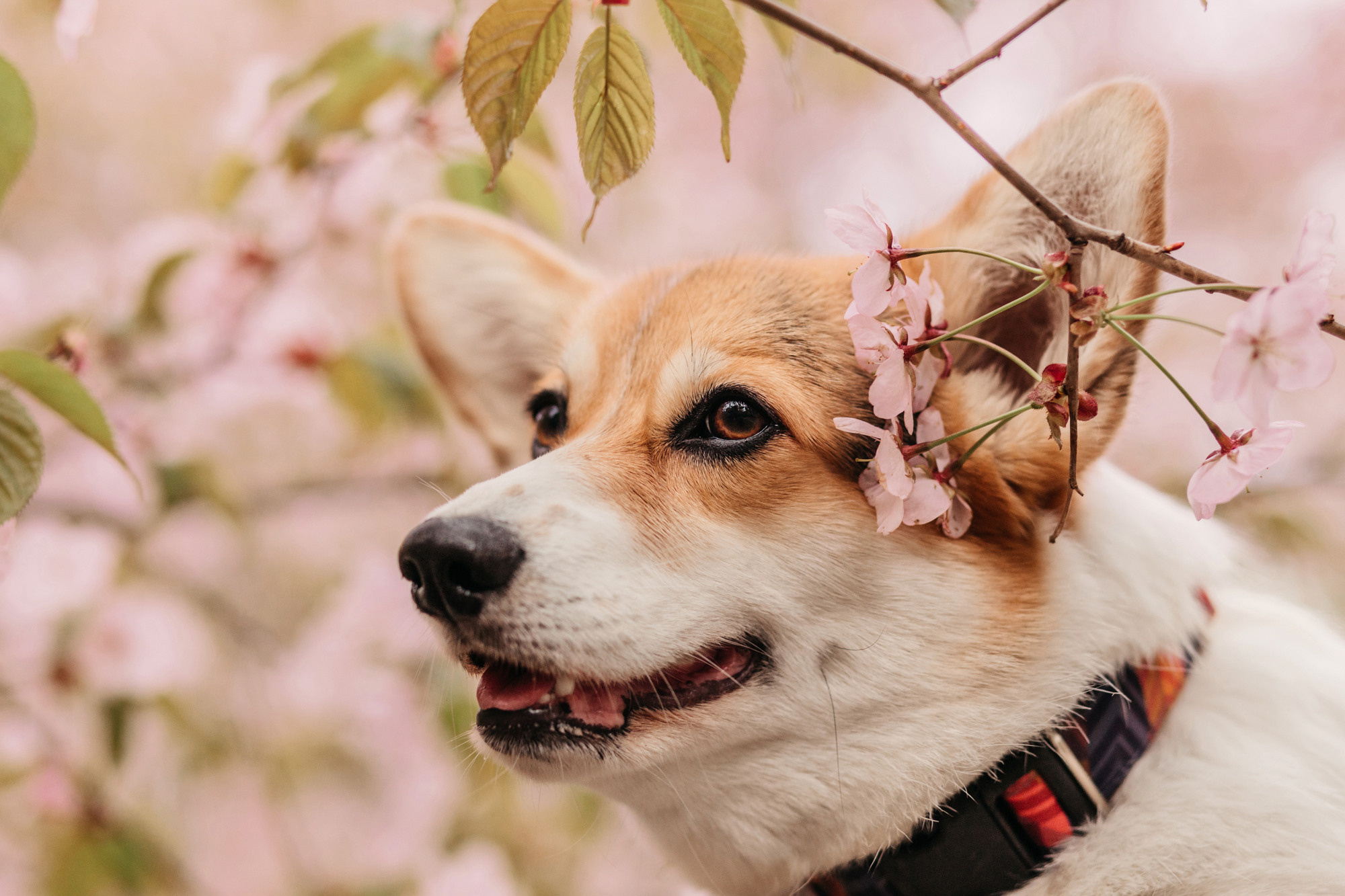 Анна, Рустам и Габи. Фотограф-анималист Елена Радченко, Москва
