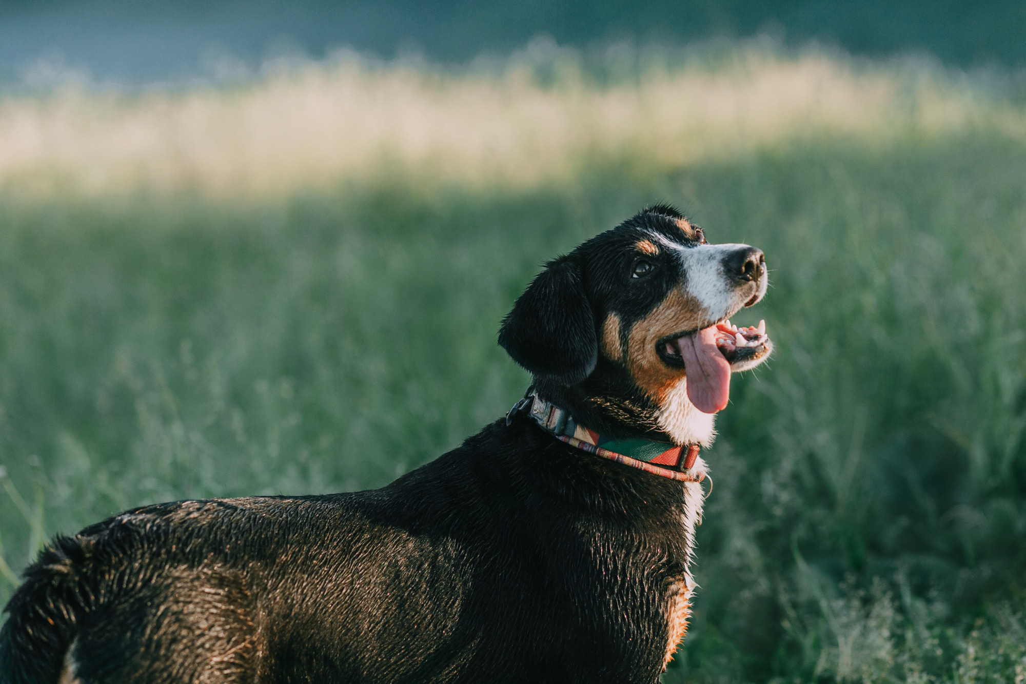Лида и Яра. Фотограф-анималист Елена Радченко, Москва