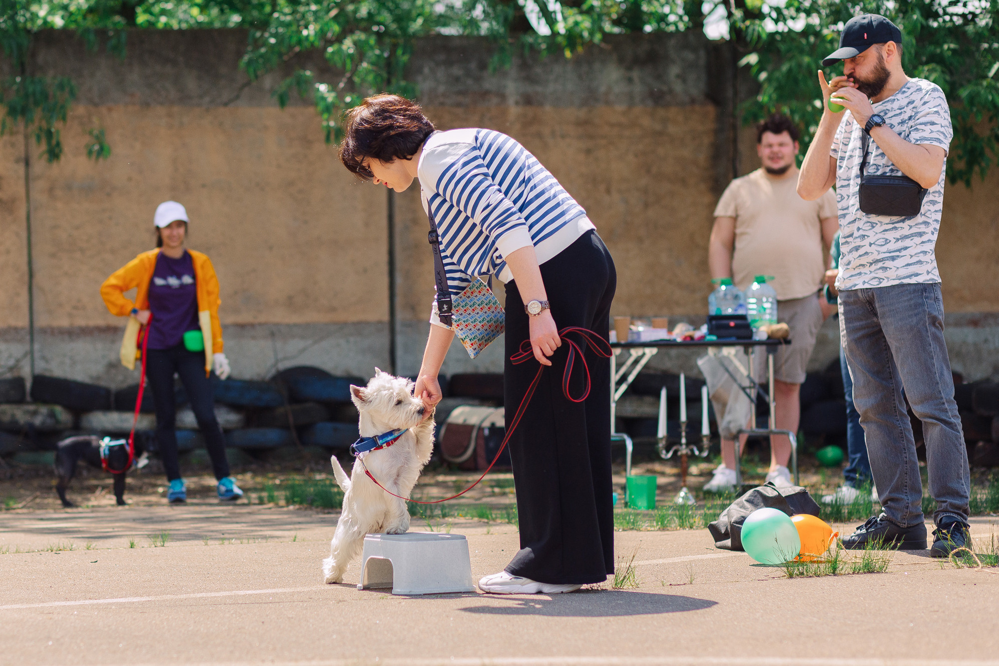 Дог-туса. Фотограф-анималист Елена Радченко, Москва