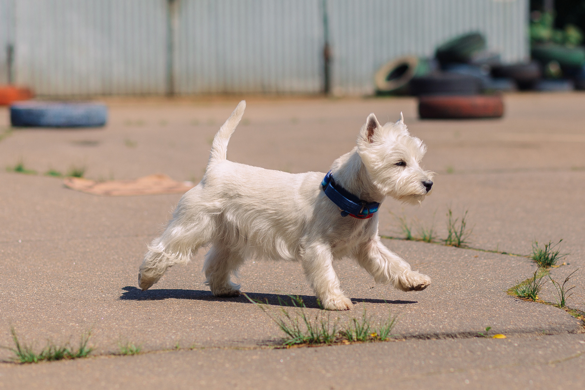 Дог-туса. Фотограф-анималист Елена Радченко, Москва