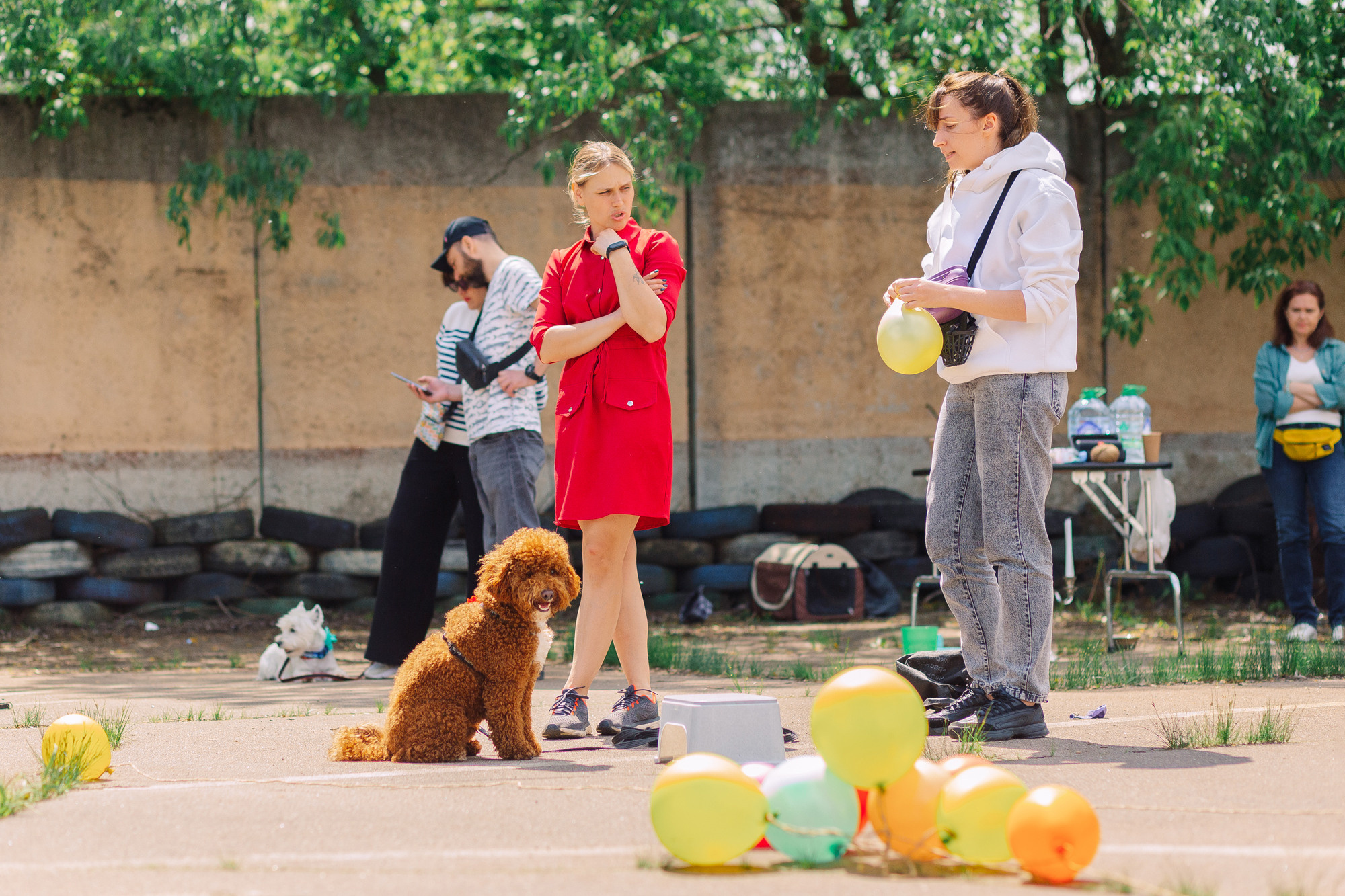 Дог-туса. Фотограф-анималист Елена Радченко, Москва