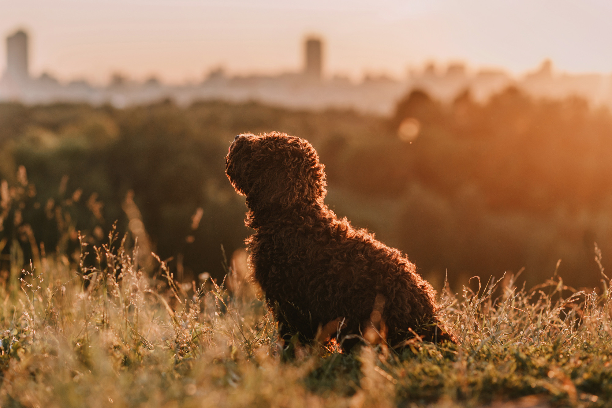 Майя и Снуп. Фотограф-анималист Елена Радченко, Москва