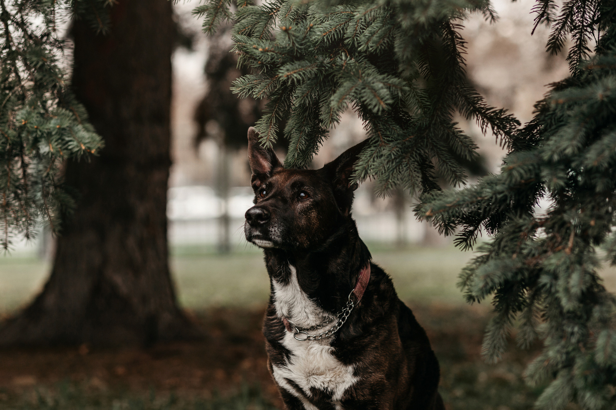 Ира, Бэлла и Альма. Фотограф-анималист Елена Радченко, Москва