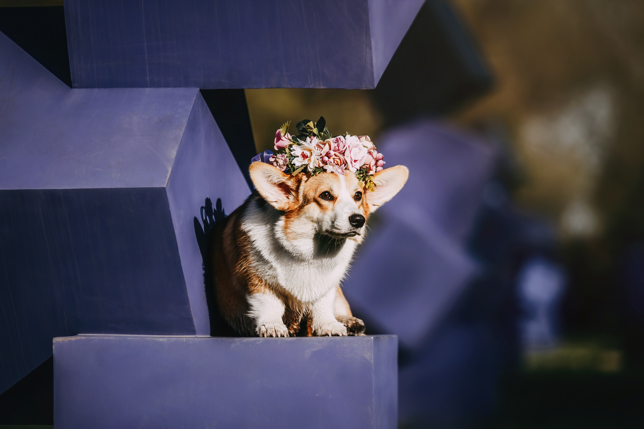 Вилла. Фотограф-анималист Елена Радченко, Москва