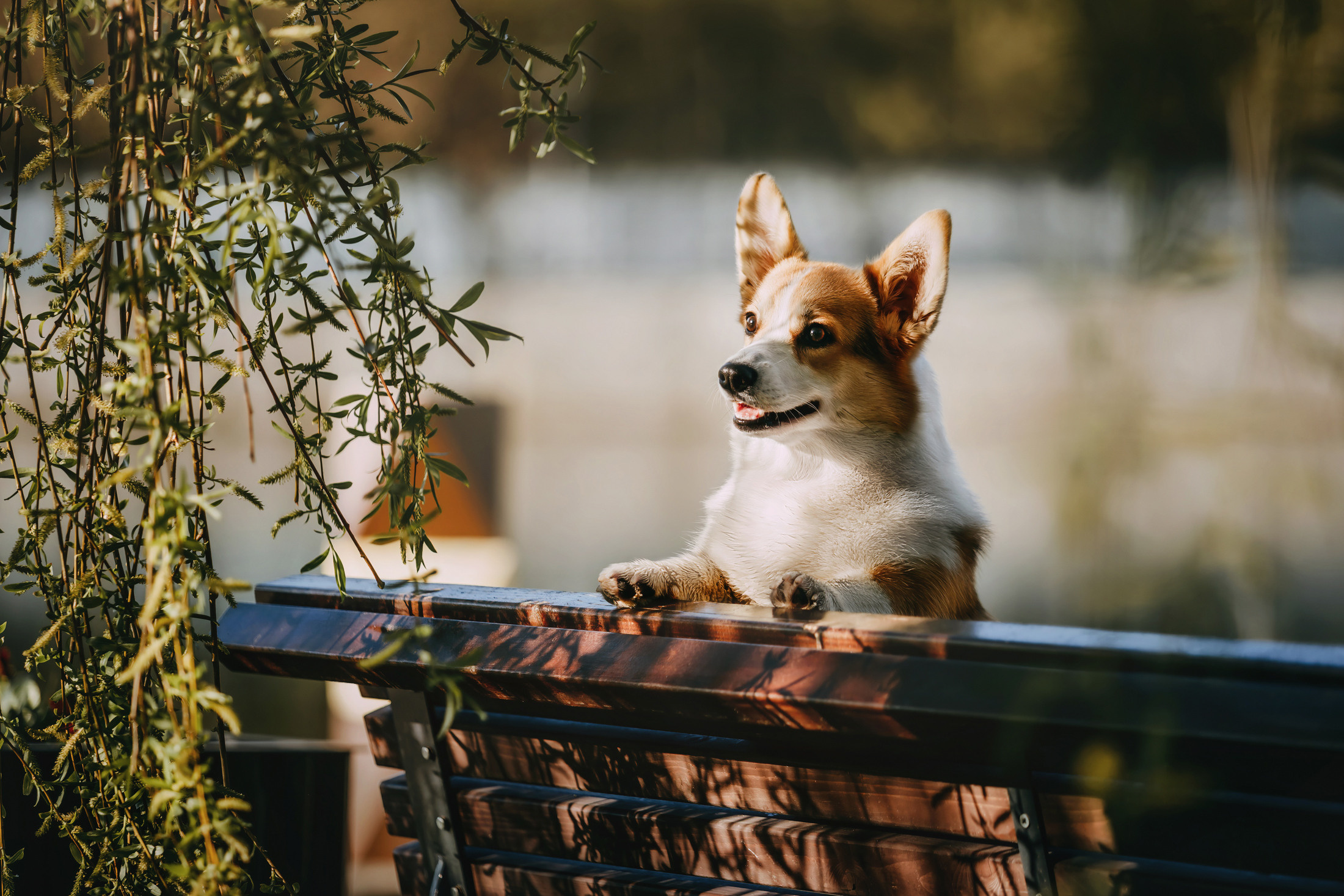Вилла. Фотограф-анималист Елена Радченко, Москва