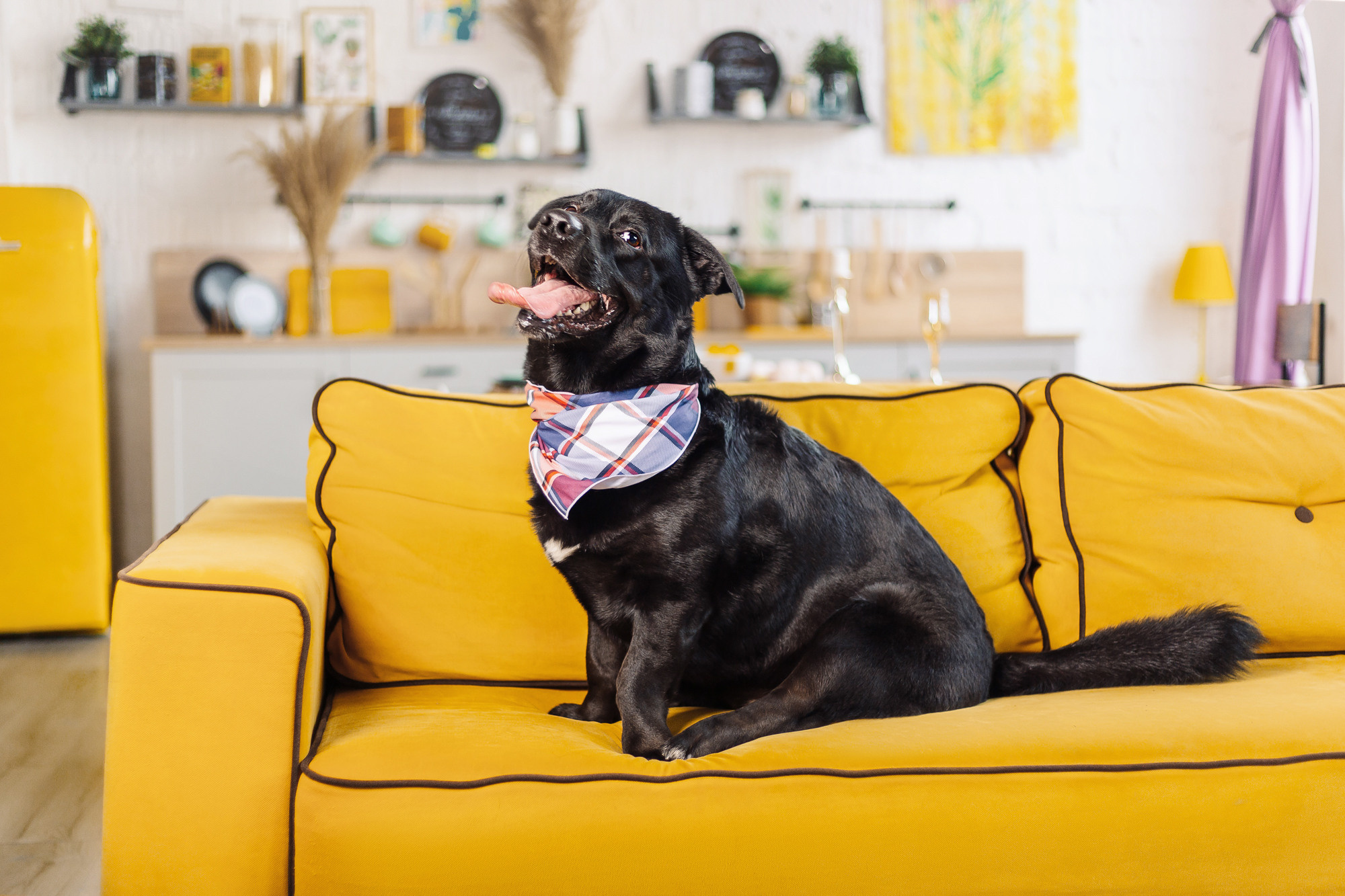 Магазин Friend of mine. Фотограф-анималист Елена Радченко, Москва