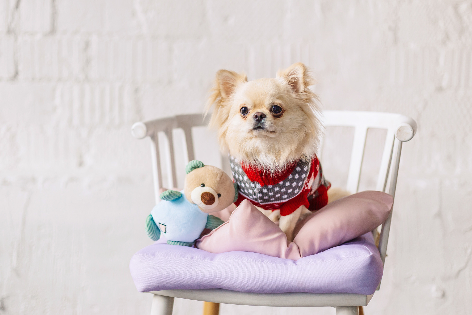 Магазин Friend of mine. Фотограф-анималист Елена Радченко, Москва