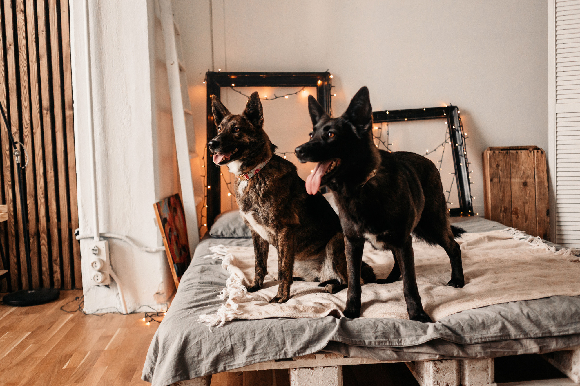 Эдит и Диди. Фотограф-анималист Елена Радченко, Москва